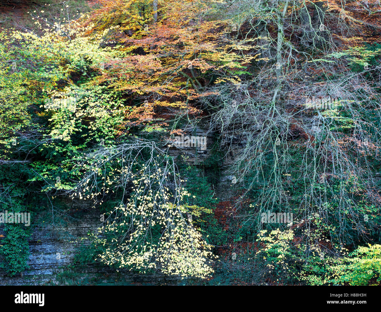 Autumn Colours in Seven Bridges Valley at Studley Royal Ripon Yorkshire England Stock Photo