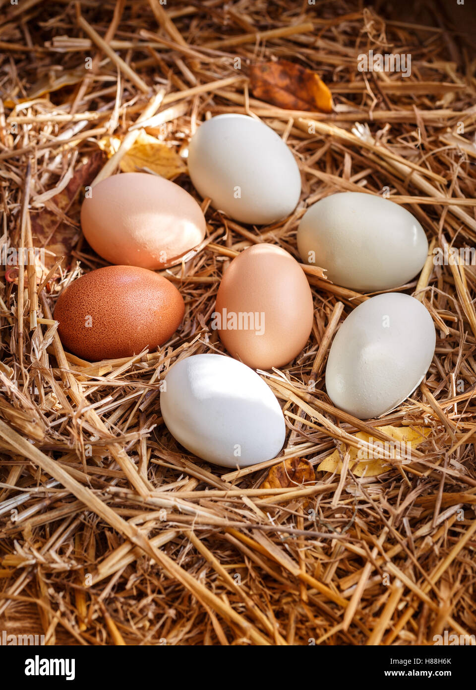 Turkey Eggs in a Straw Nest Stock Photo Alamy