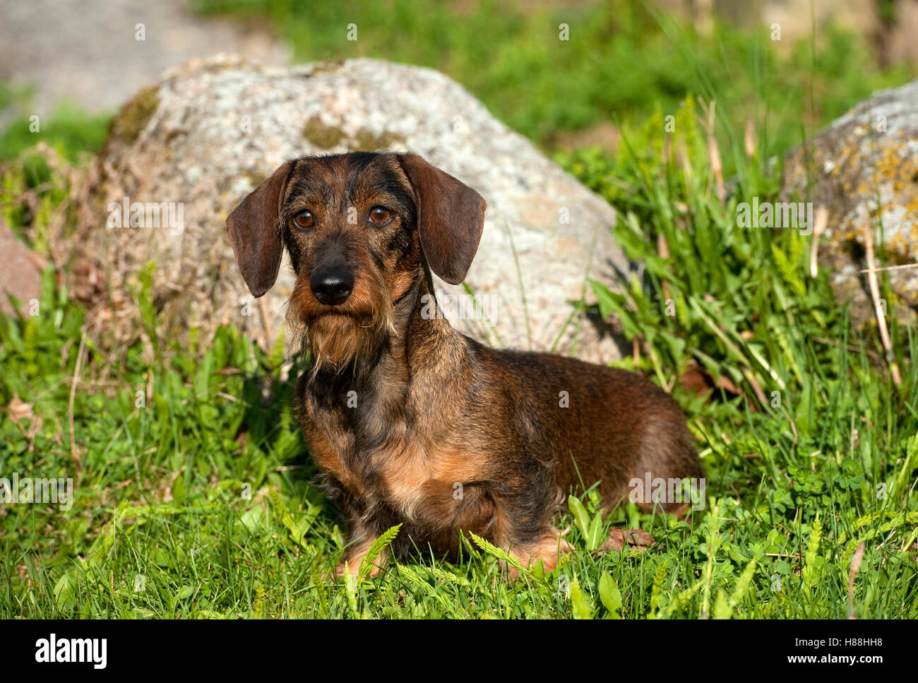 Miniature Wire-haired Dachshund (Canis familiaris) female Stock Photo