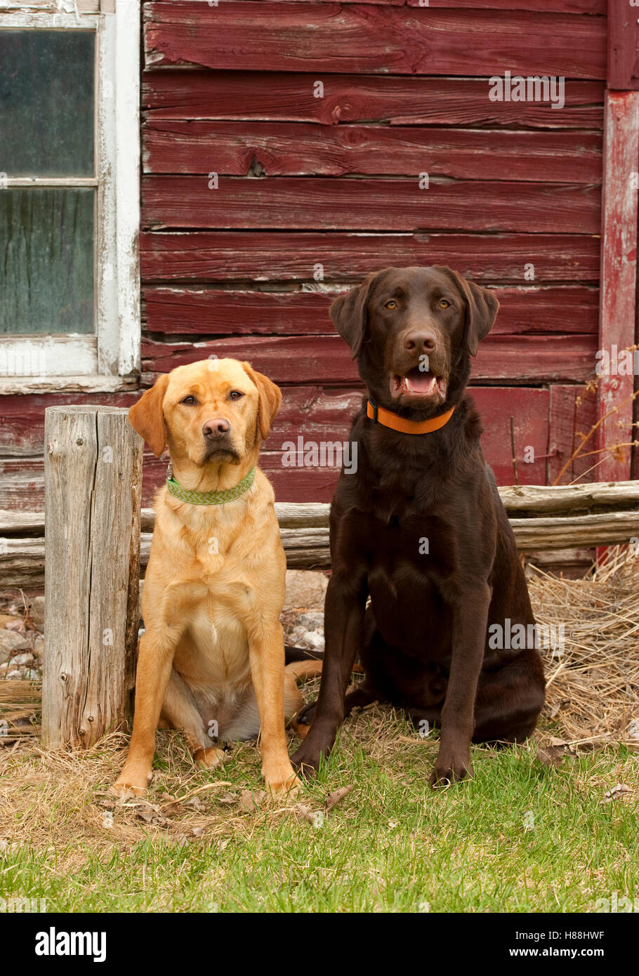 Chocolate lab and yellow lab sales