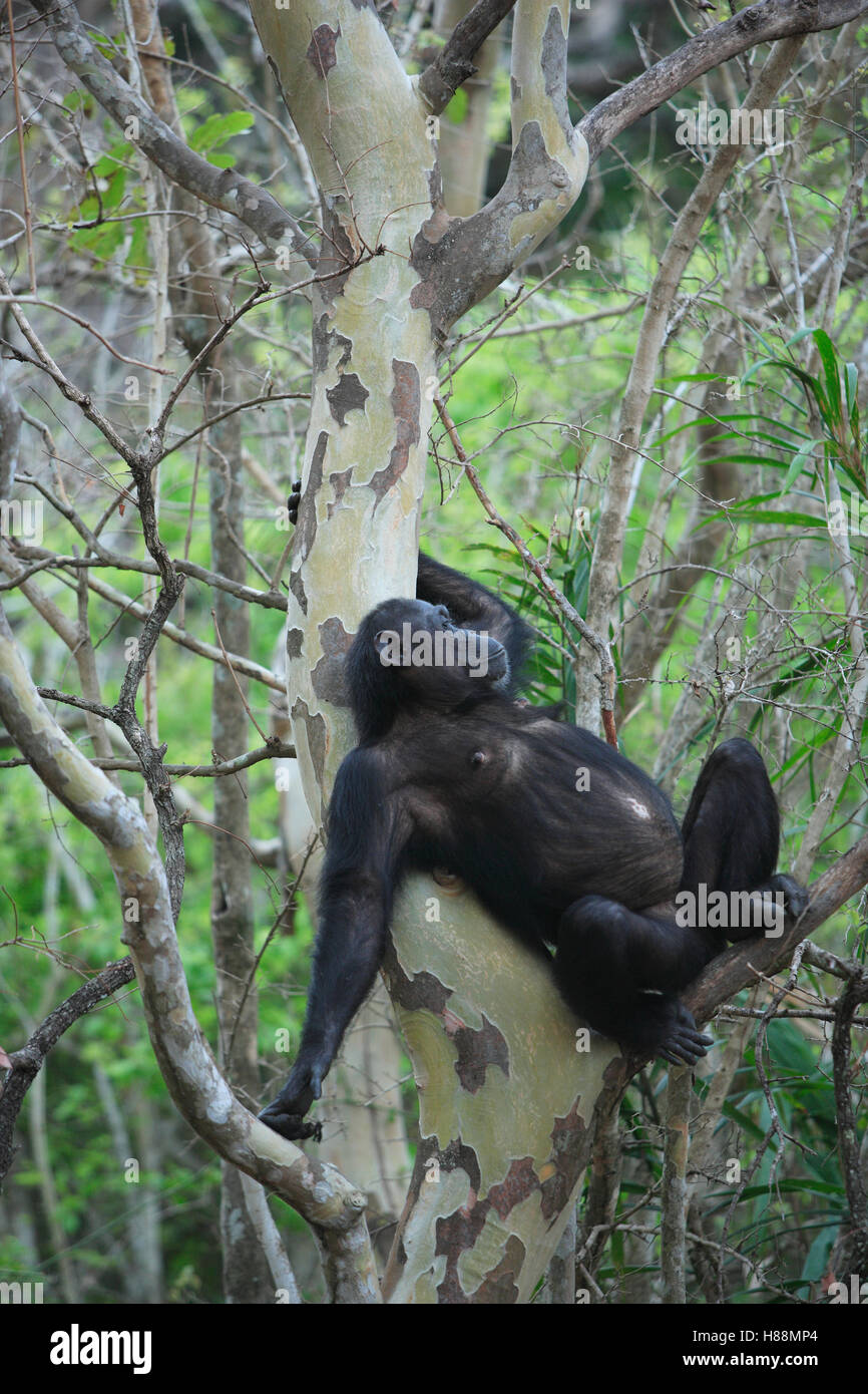 Eastern Chimpanzee (Pan troglodytes schweinfurthii) female resting in