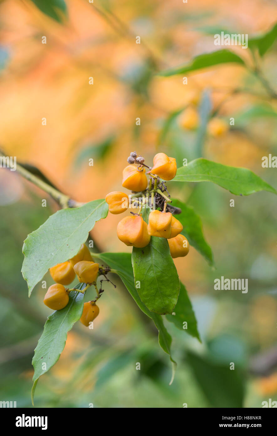 Euonymus myrianthus. Evergreen Spindle Tree seed pods and seeds in autumn Stock Photo