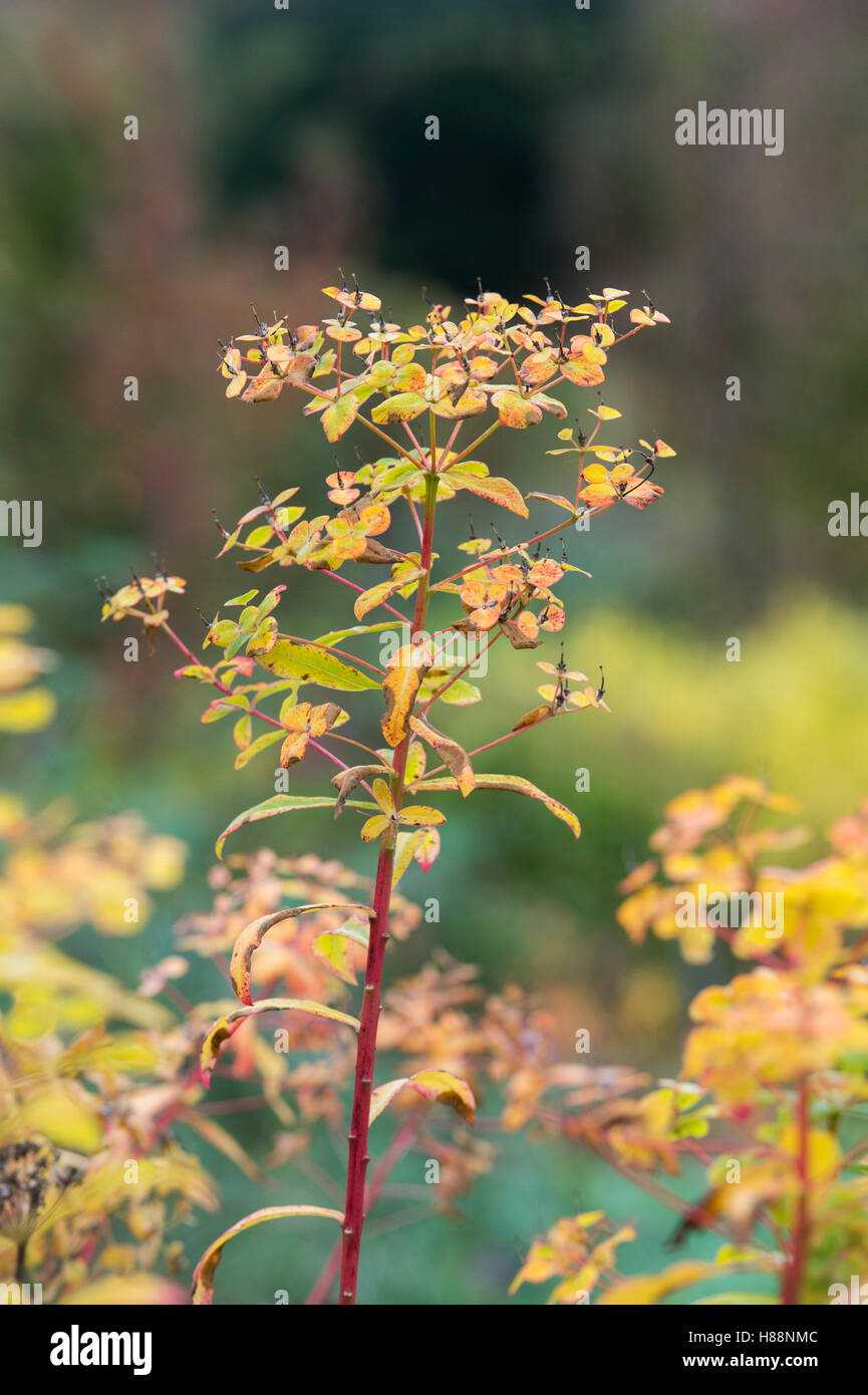 Euphorbias Border High Resolution Stock Photography and Images - Alamy