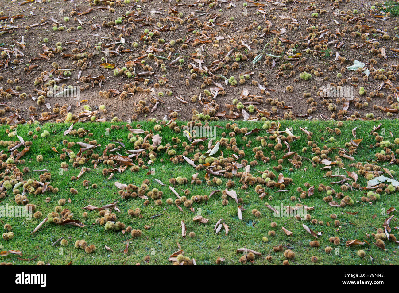 Castanea sativa. Fallen sweet chestnuts in autumn.  UK Stock Photo