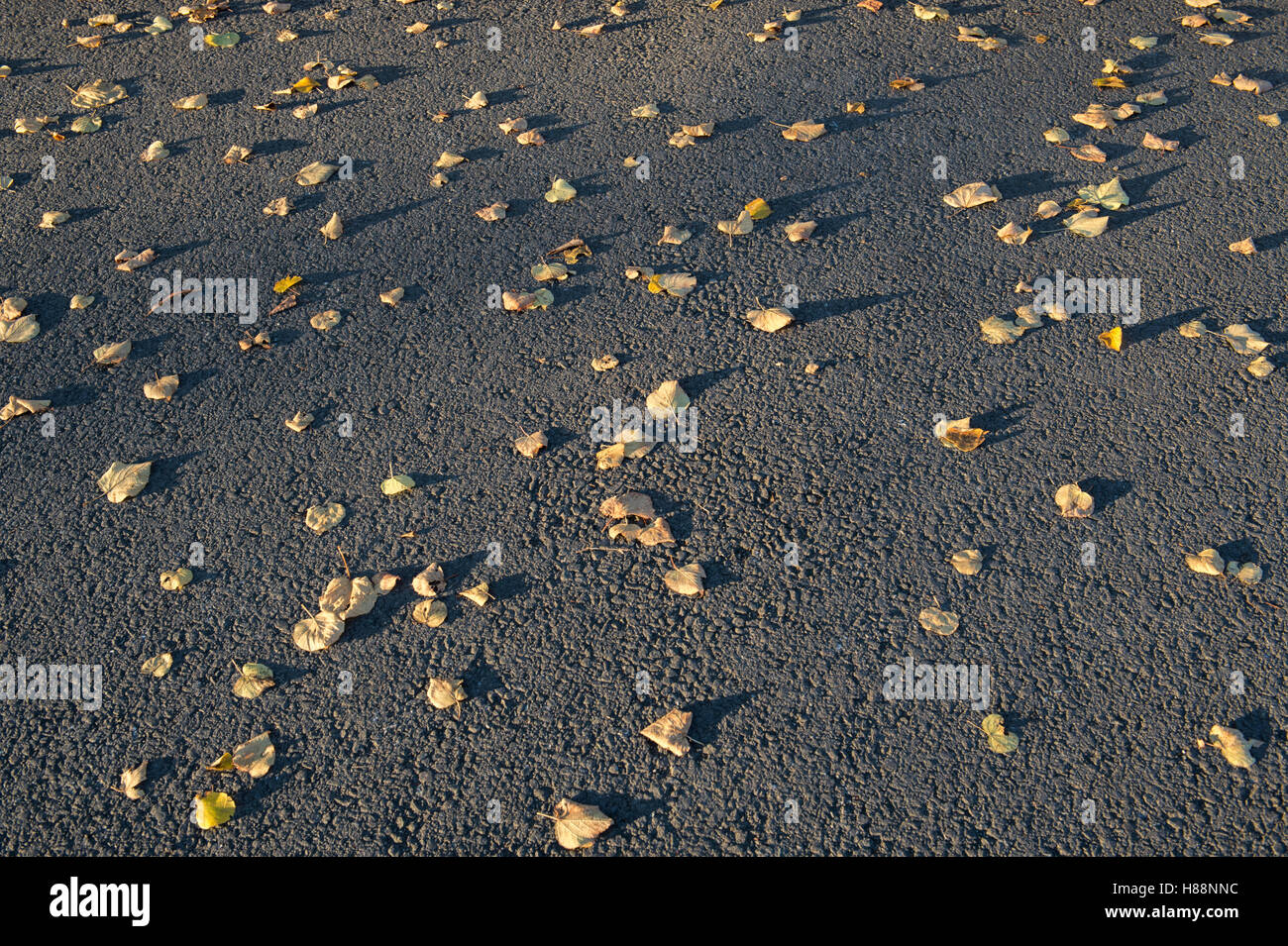 Fallen autumn leaves with shadows on tarmac Stock Photo