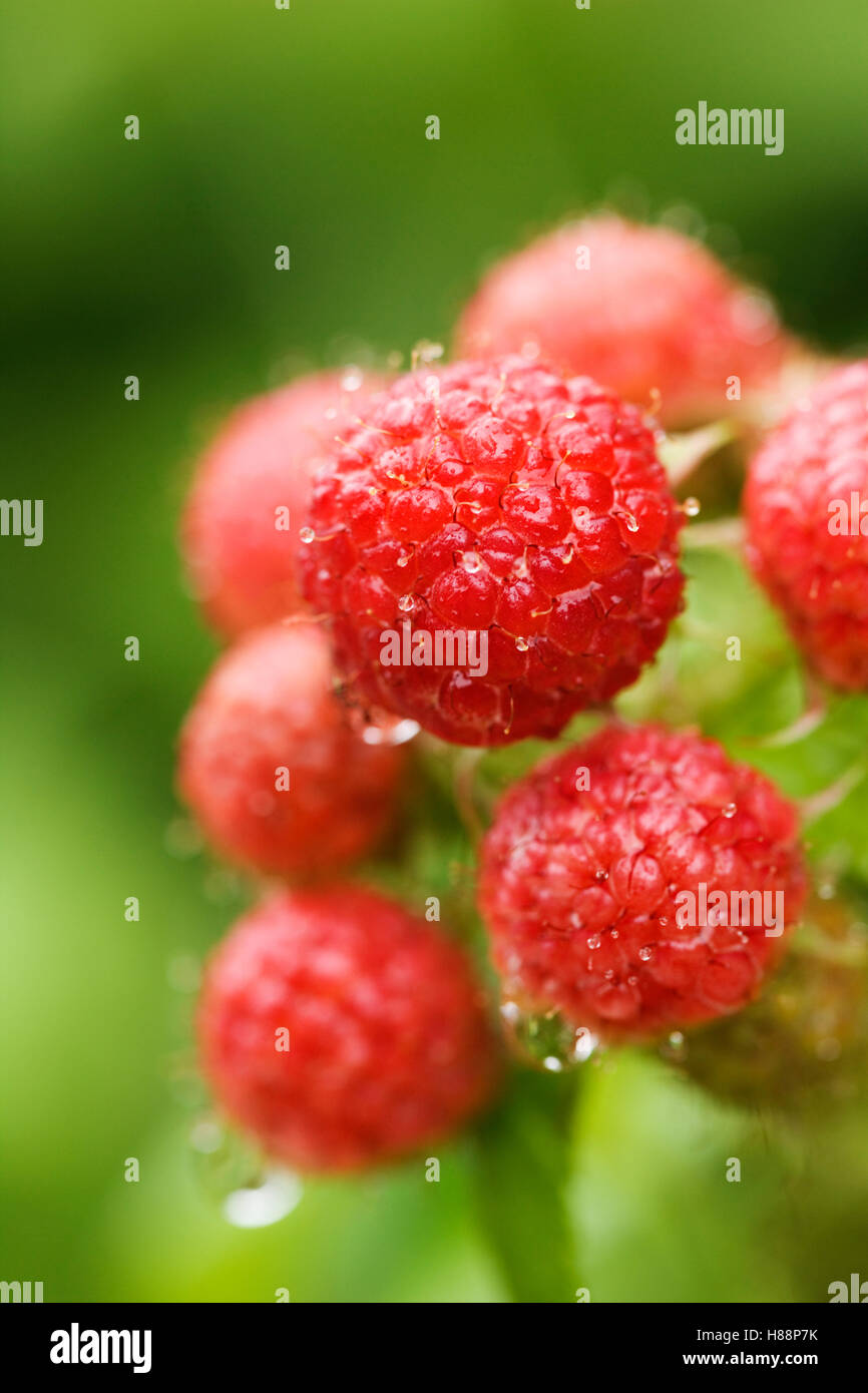 Natural Raspberries Natural organic raspberries in hi-res stock photography and images - Alamy
