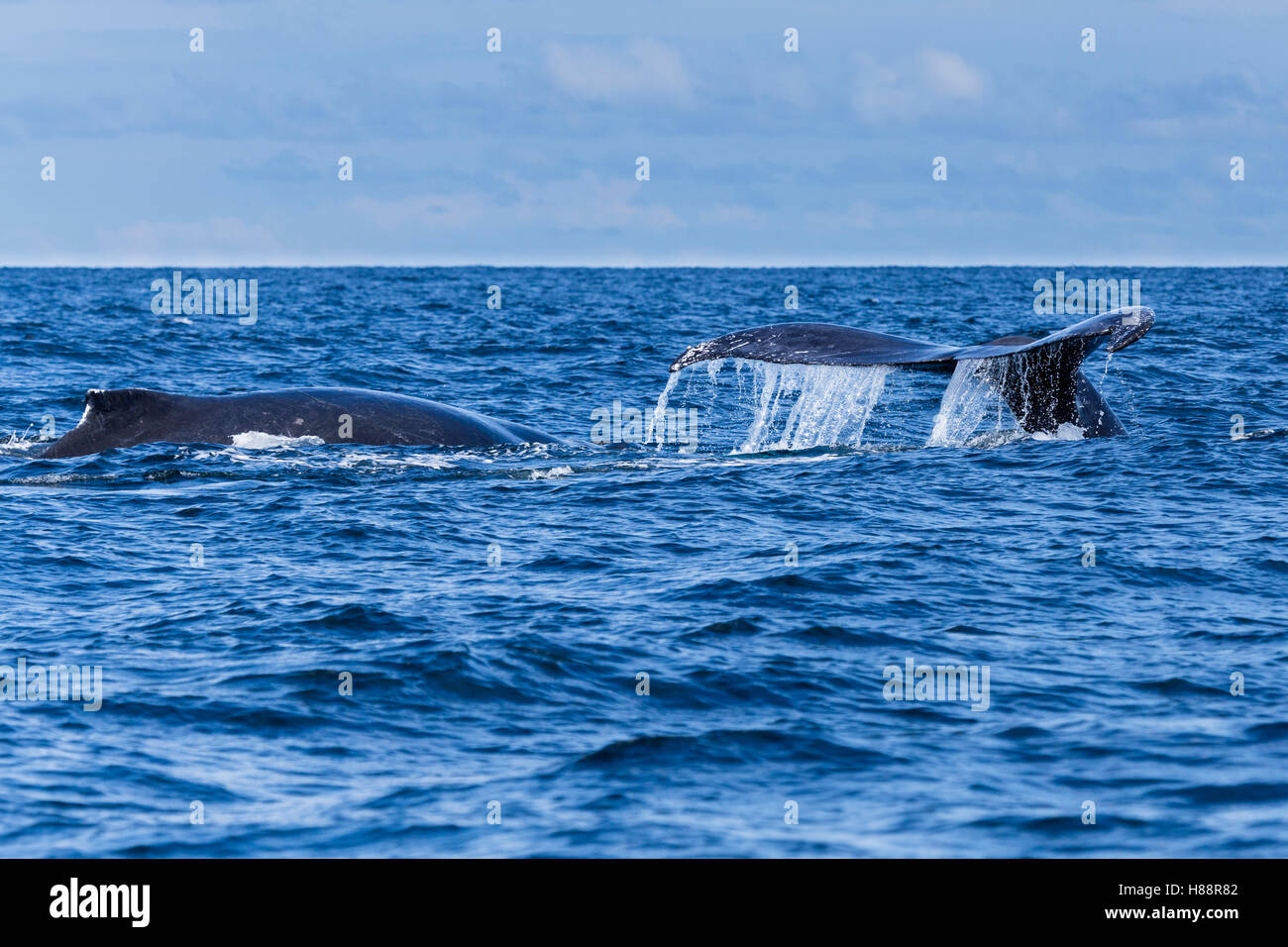 Two Humpback Whales (Megaptera Novaeangliae), with fluke, Bahia Solano, El Chocó, Colombia Stock Photo