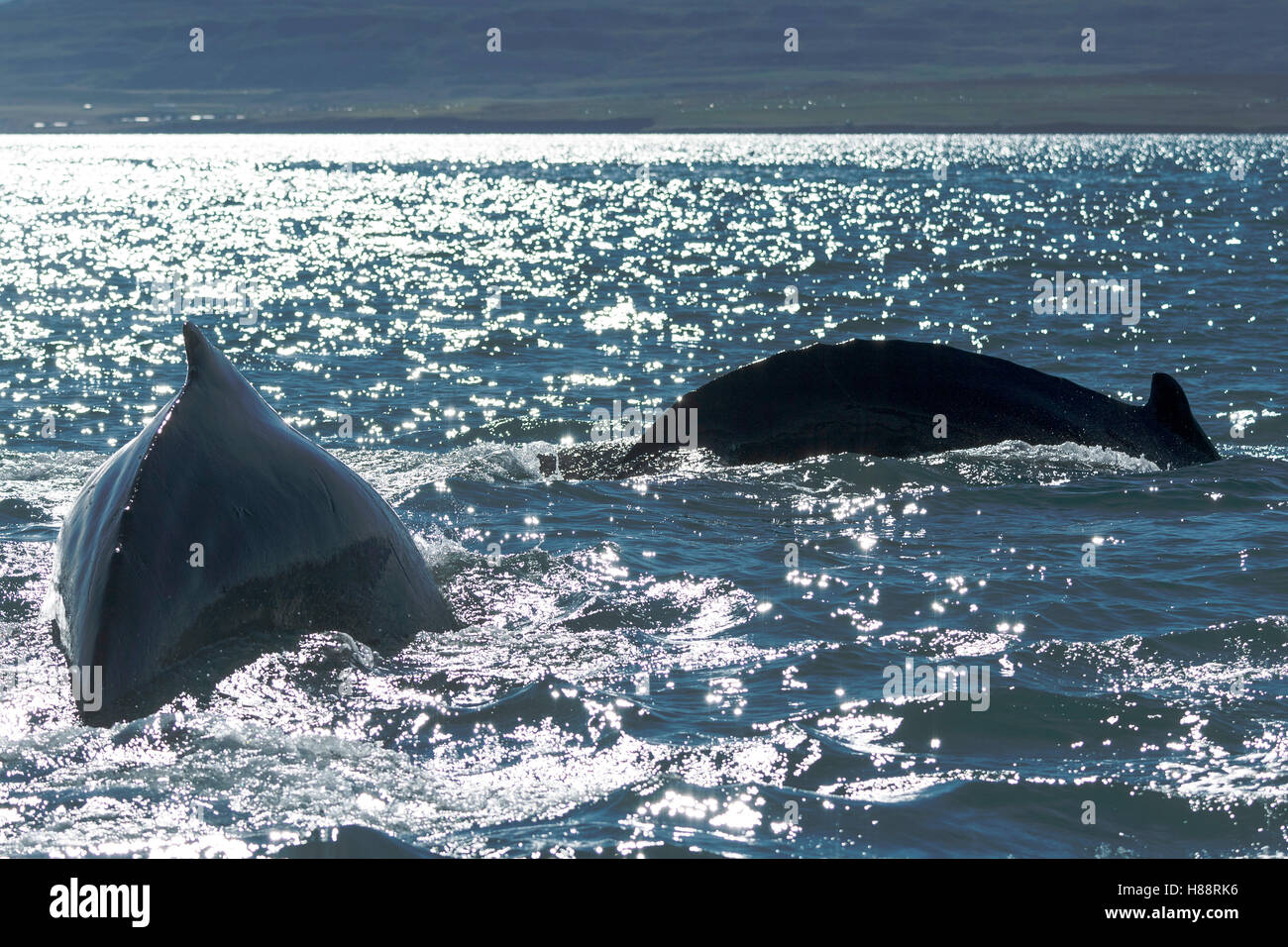 Humpback whales (Megaptera novaeangliae) diving, Eyjafjörður, Iceland Stock Photo