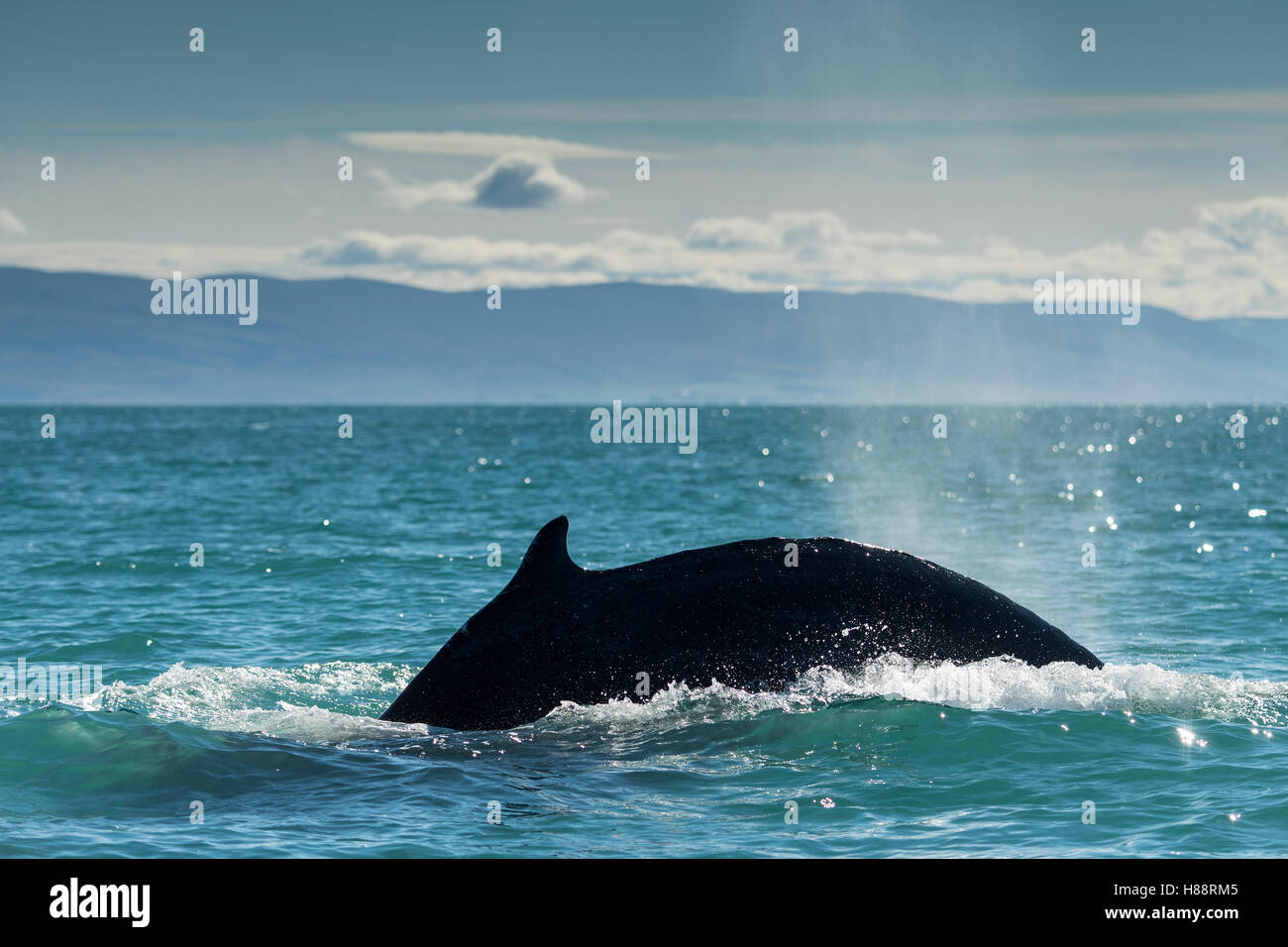 Diving, humpback whale (Megaptera novaeangliae), Eyjafjörður, Iceland Stock Photo