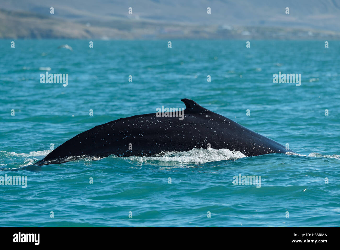 Humpback whale (Megaptera novaeangliae) diving, Eyjafjörður, Iceland Stock Photo