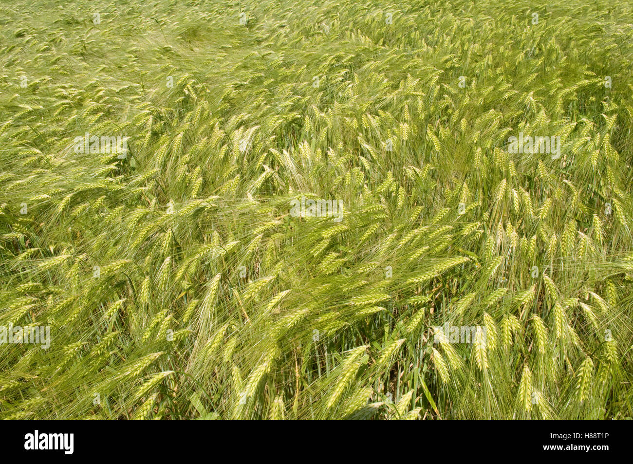 Barley field, Kamen, Ruhr area, North Rhine-Westphalia Stock Photo - Alamy