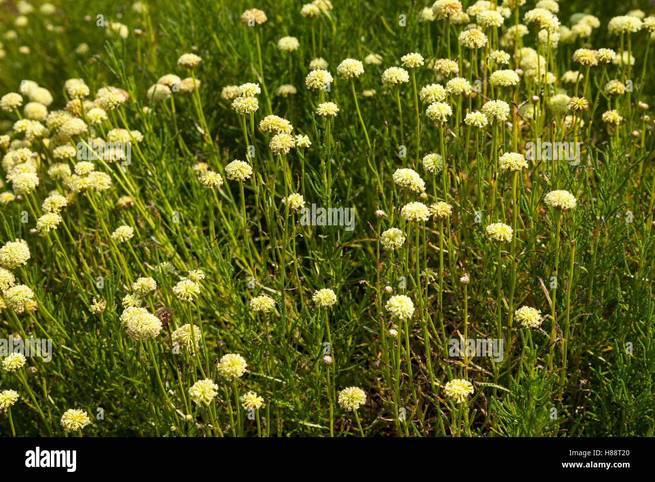 Green santolina (Santolina viridis), Black Forest, Baden-Württemberg, Germany Stock Photo