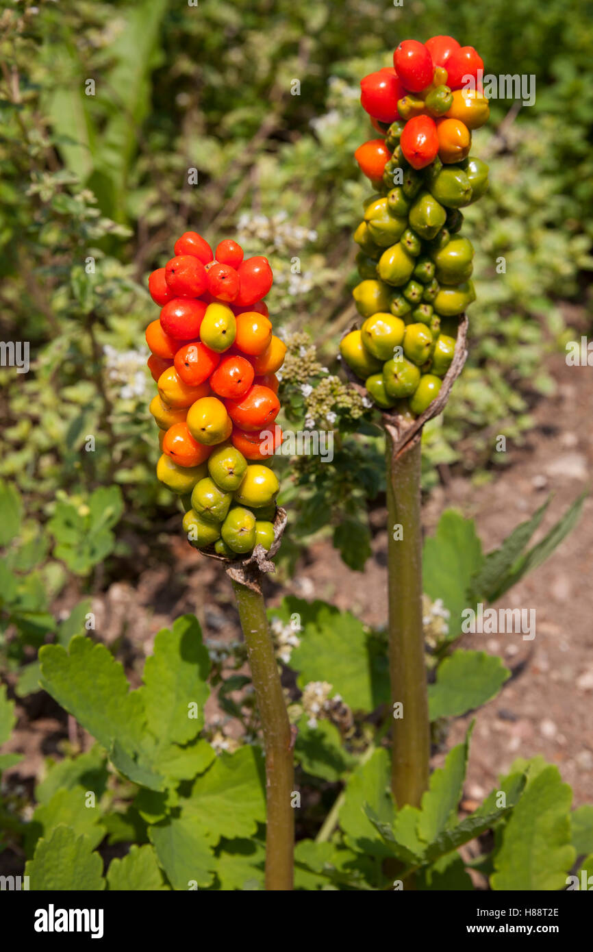 Italian Arum or Italian lords-and-ladies (Arum italicum), infructescence, Black Forest, Baden-Württemberg, Germany Stock Photo