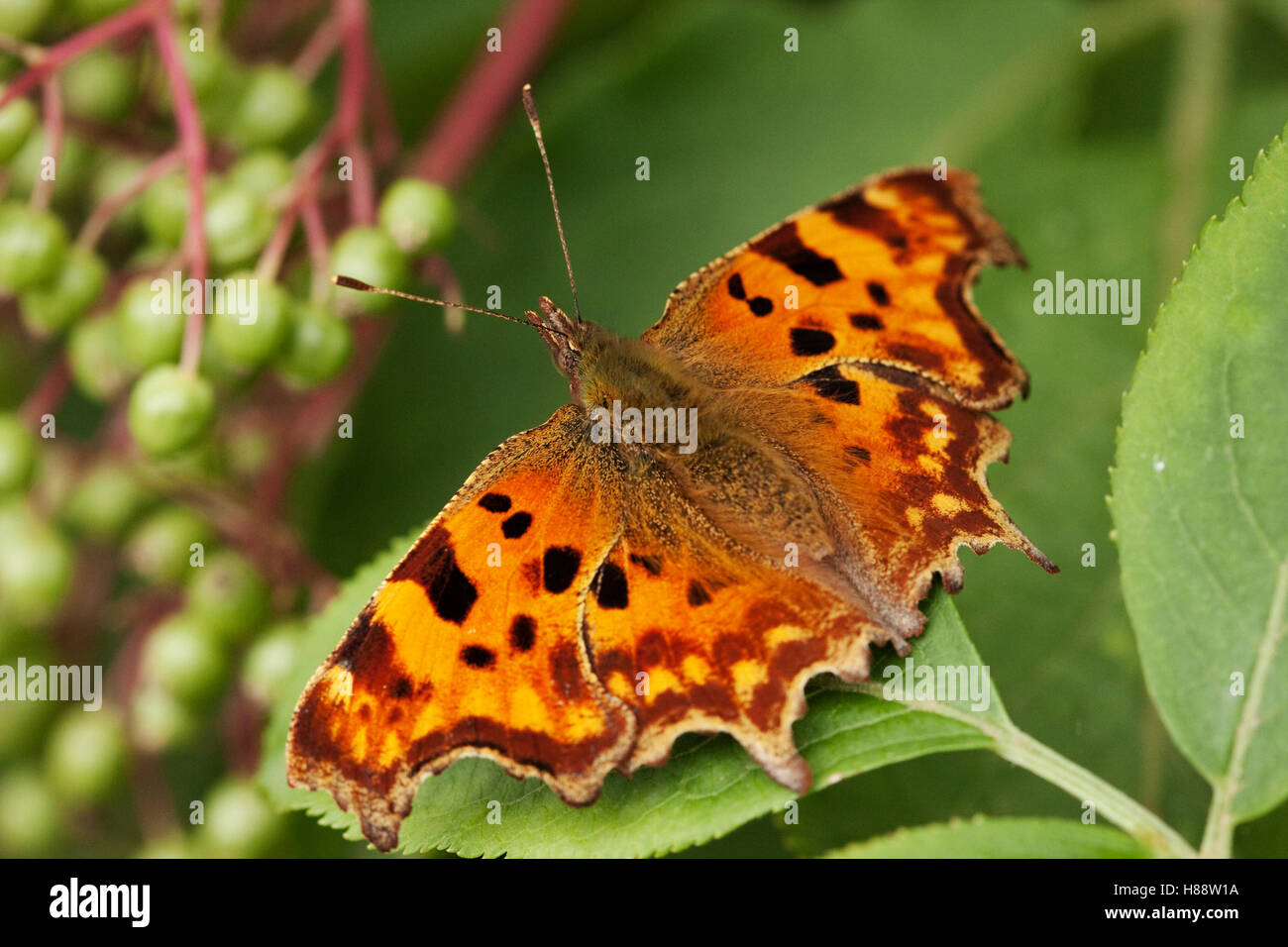 Comma butterfly (Polygonia c-album), macro dorsal view, on a leaf Stock Photo