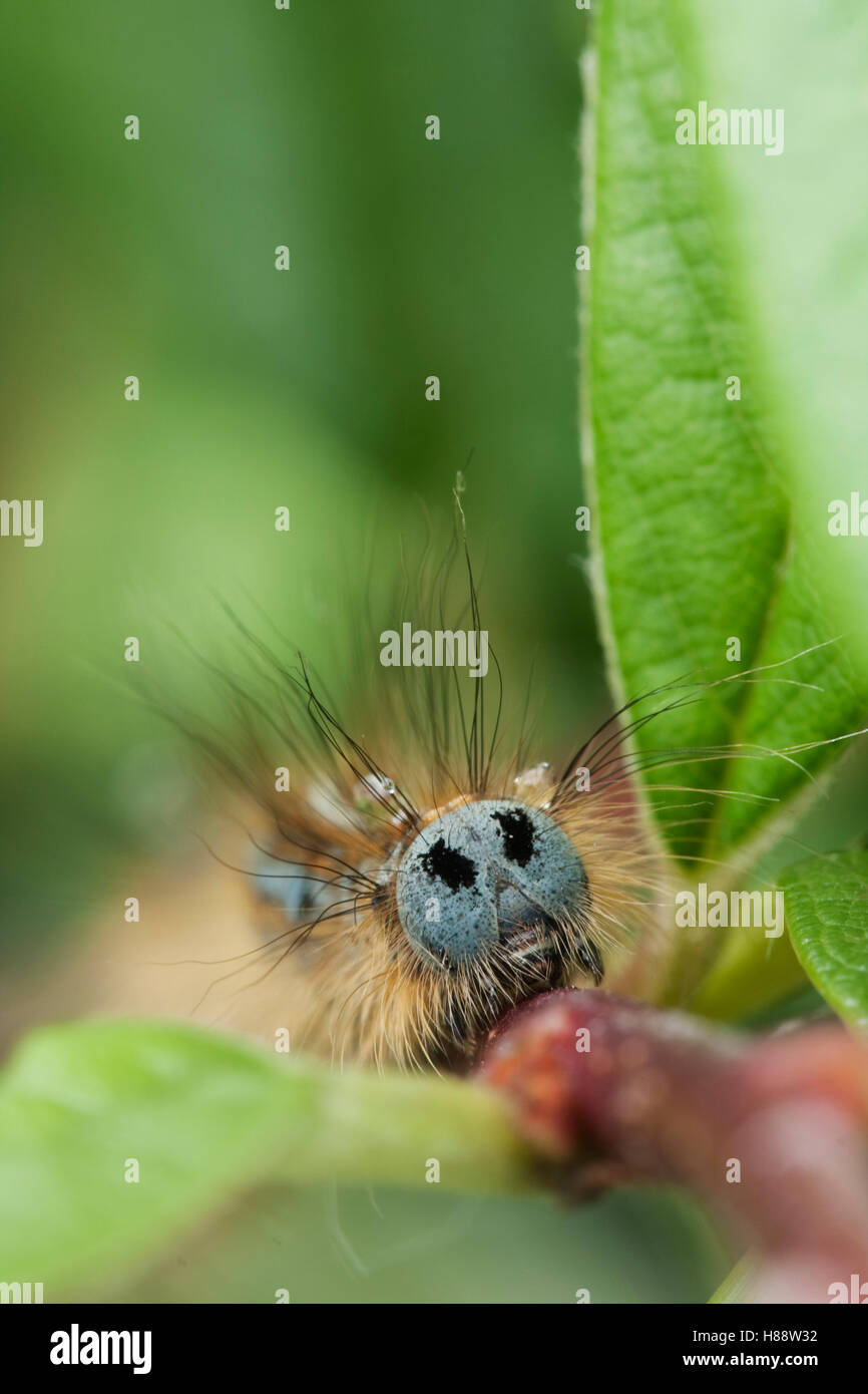 Head on macro view of a Lackey Moth (Malacosoma neustria) caterpillar Stock Photo