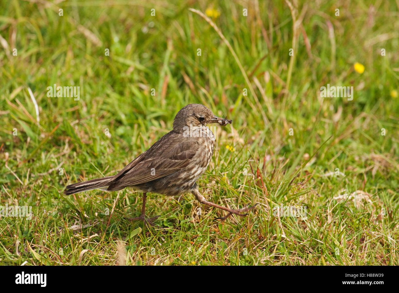Meadow Pipit or Titlark (Anthus pratensis), carrying a number of ants in its beak Stock Photo