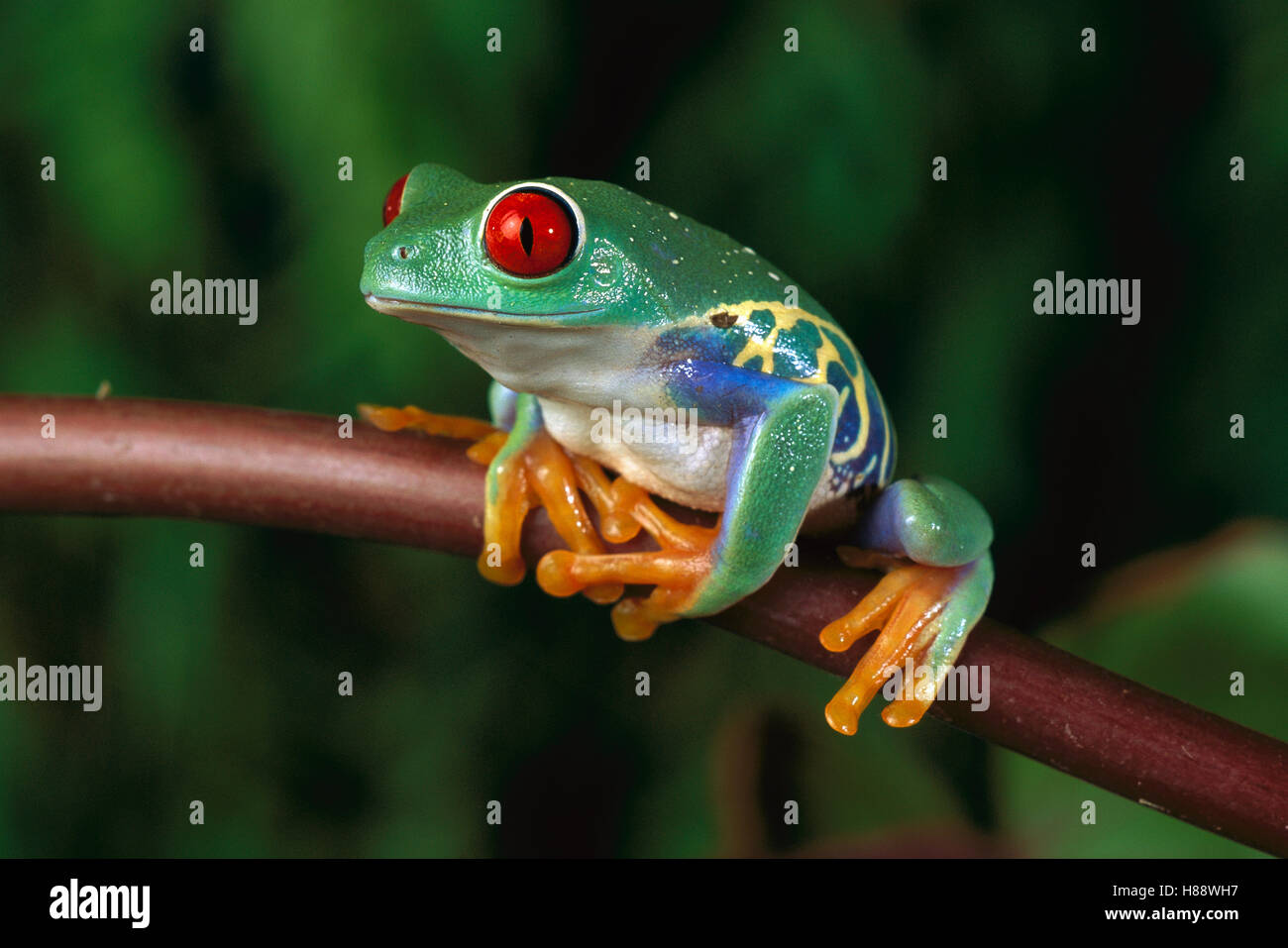 Red-eyed Tree Frog (Agalychnis callidryas), native to Central and South ...