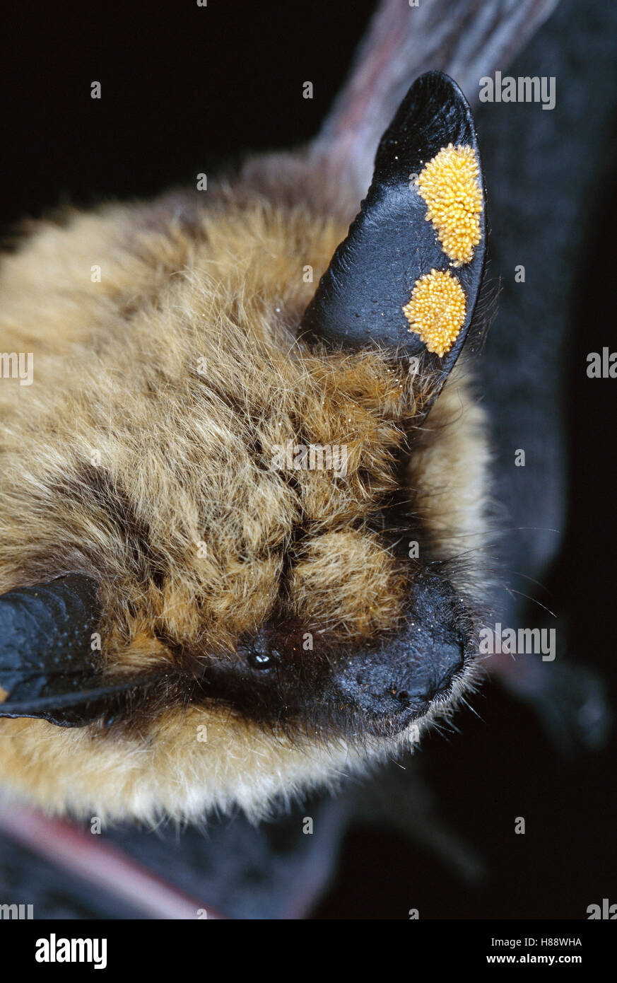 Western Longeared Myotis (Myotis evotis) bat, adult with ear mites