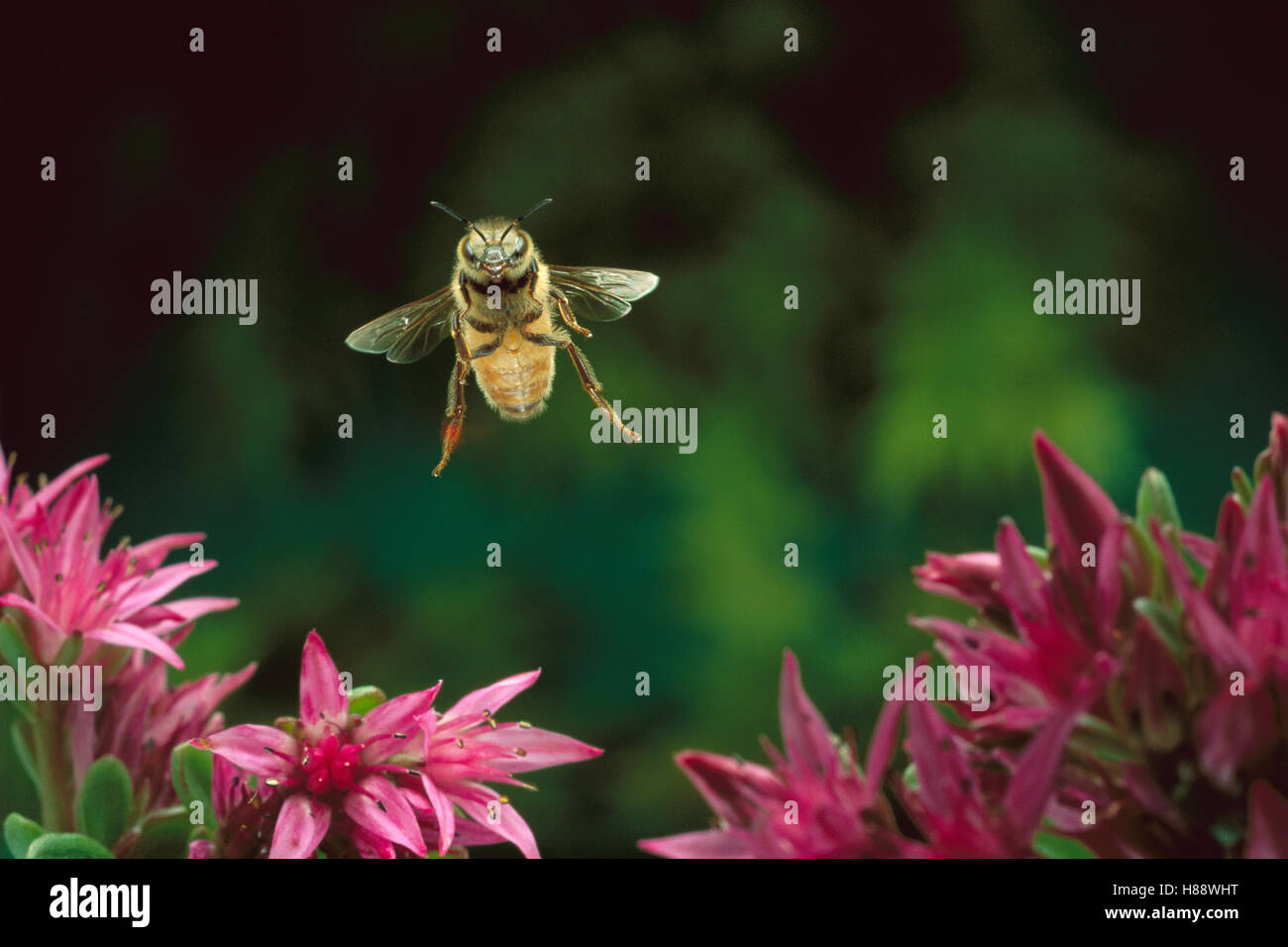 Honey Bee (Apis mellifera) flying, Sauvie Island, Oregon Stock Photo