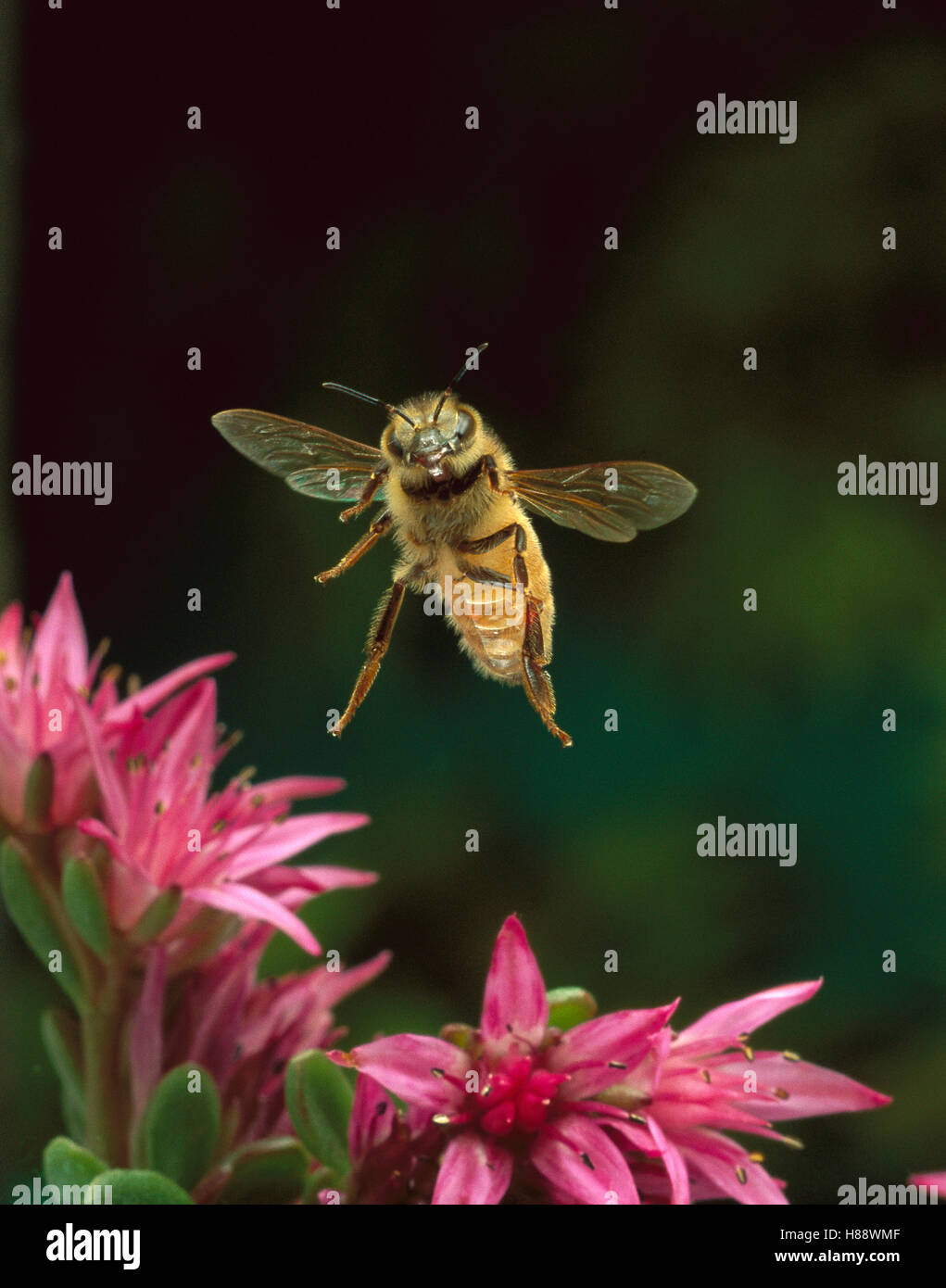 Honey Bee (Apis mellifera) flying hovering over pink flowers, Sauvie