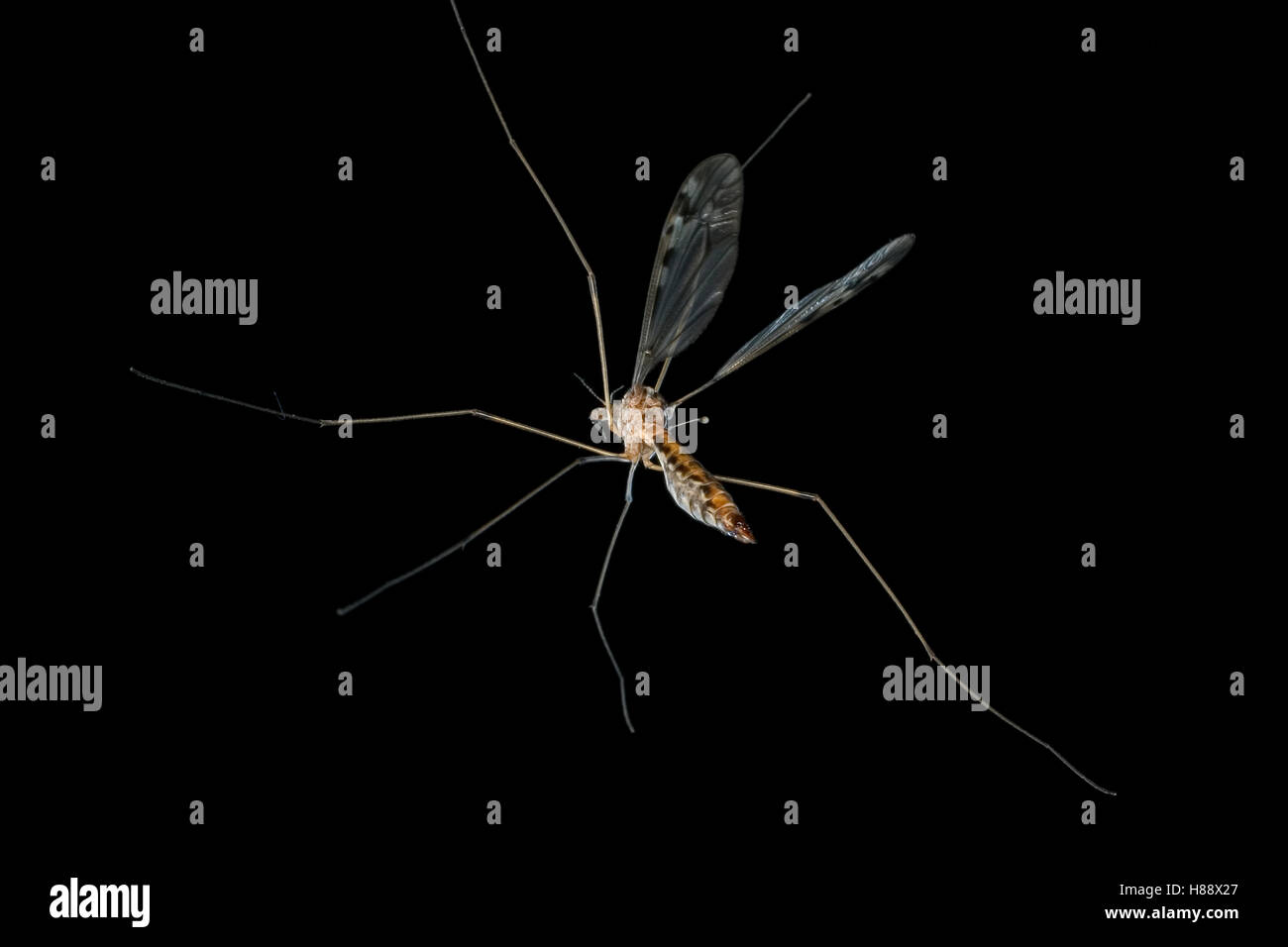 Crane Fly (Tipula sp) flying at night, temperate coastal rainforest ...