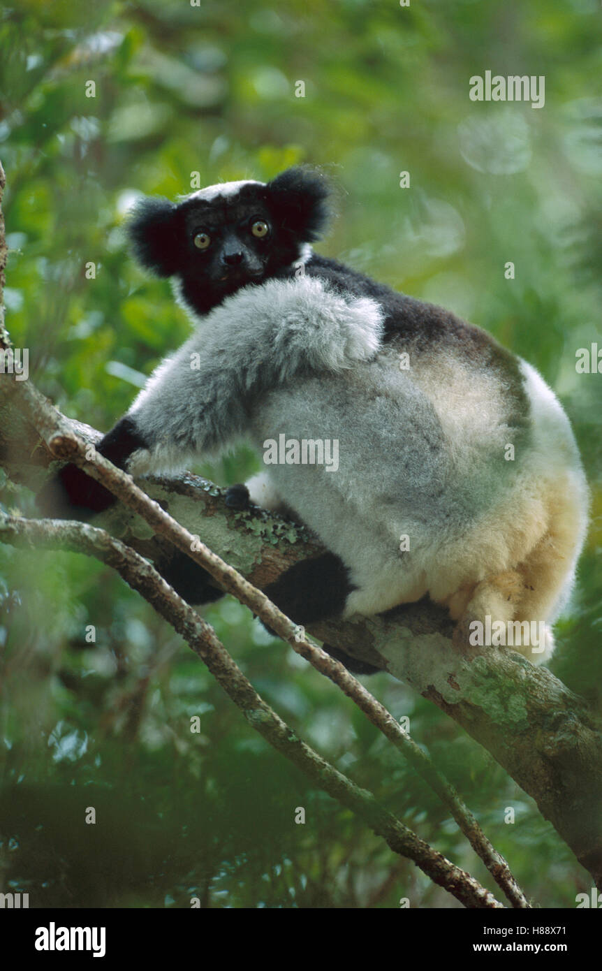 Indri (Indri indri) in tree, eastern Madagascar Stock Photo - Alamy