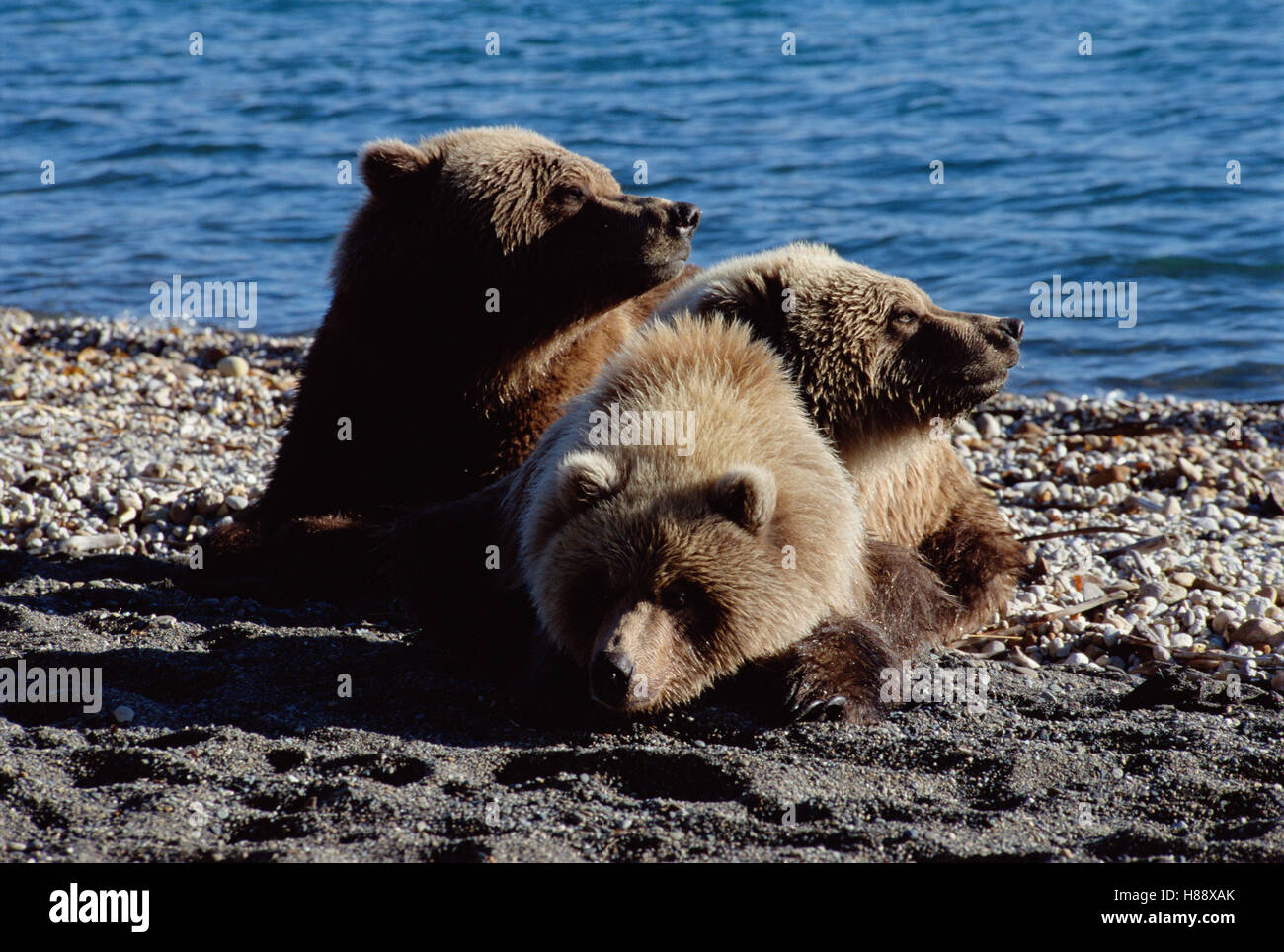Grizzly Bear (Ursus arctos horribilis) mother and cub resting on shore ...