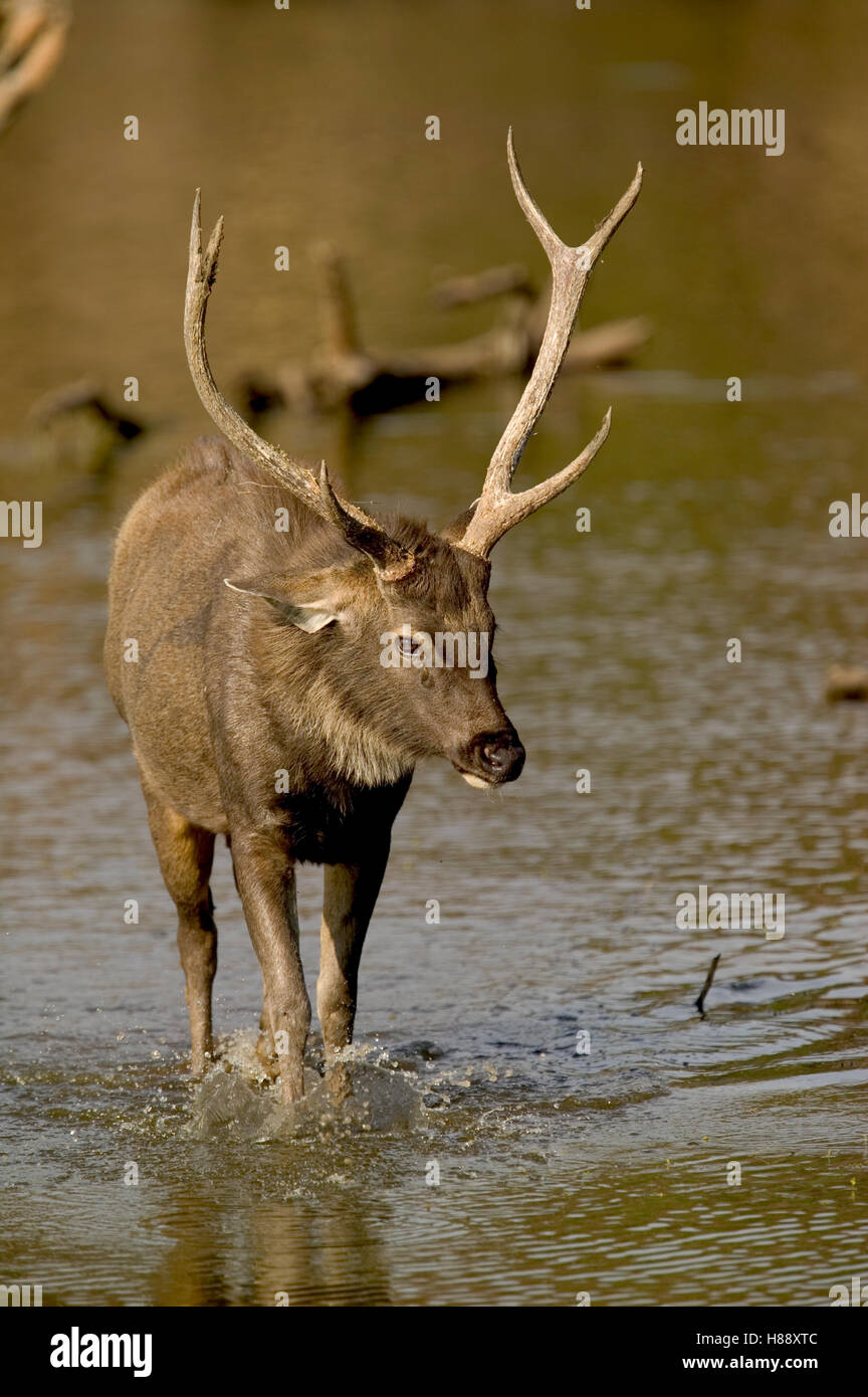 Sambar (Cervus unicolor) buck, Ranthambore Reserve, Rajasthan, India
