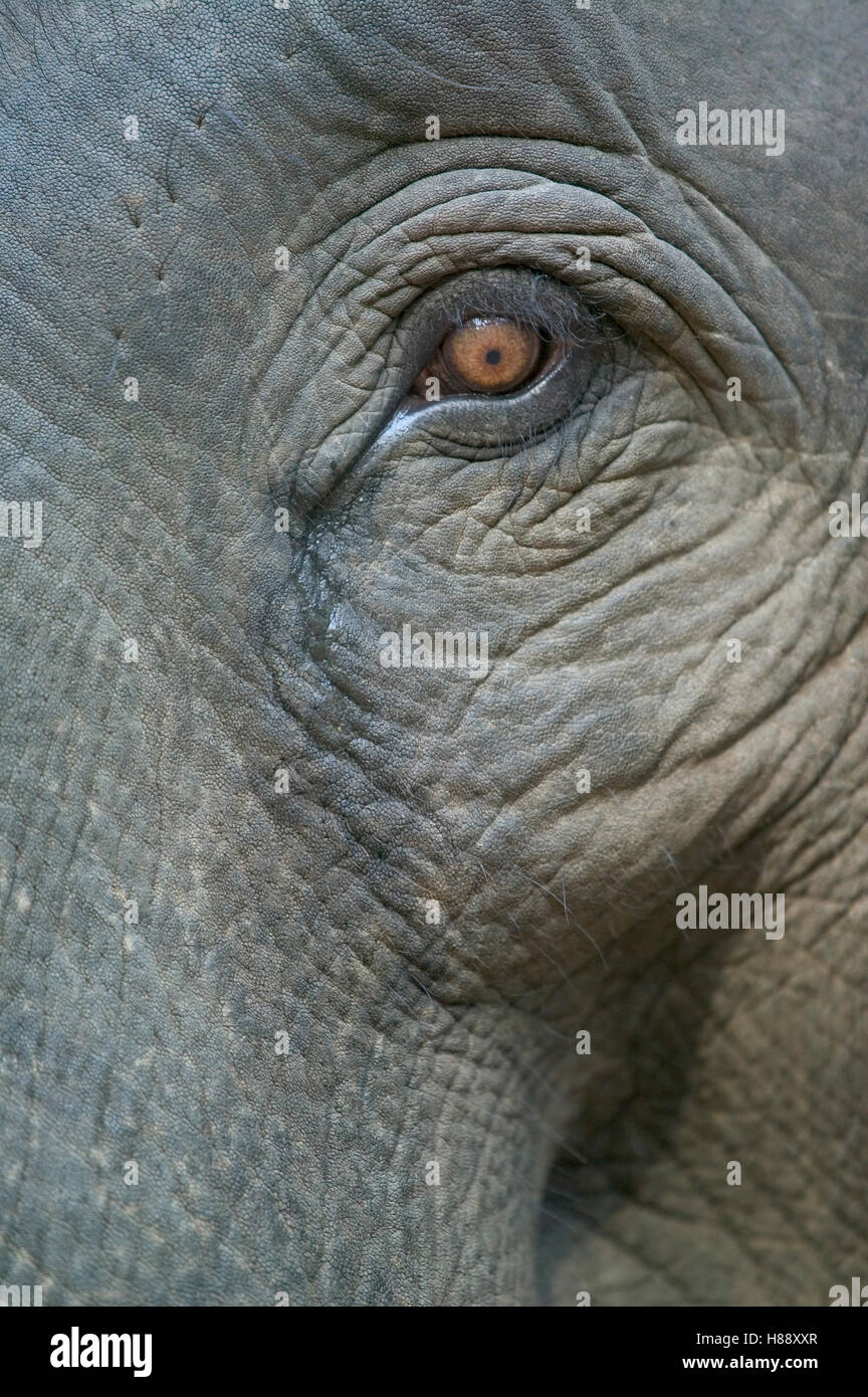 Asian Elephant (Elephas maximus) eye of young domestic, India Stock