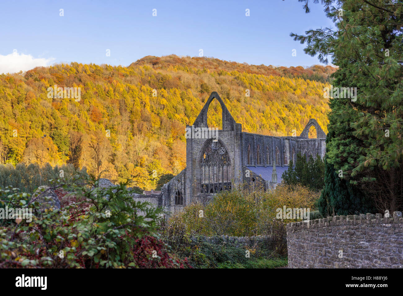 Autumn in the Wye Valley - The ruins of Tintern Abbey beside the River Wye, Monmouthshire UK Stock Photo