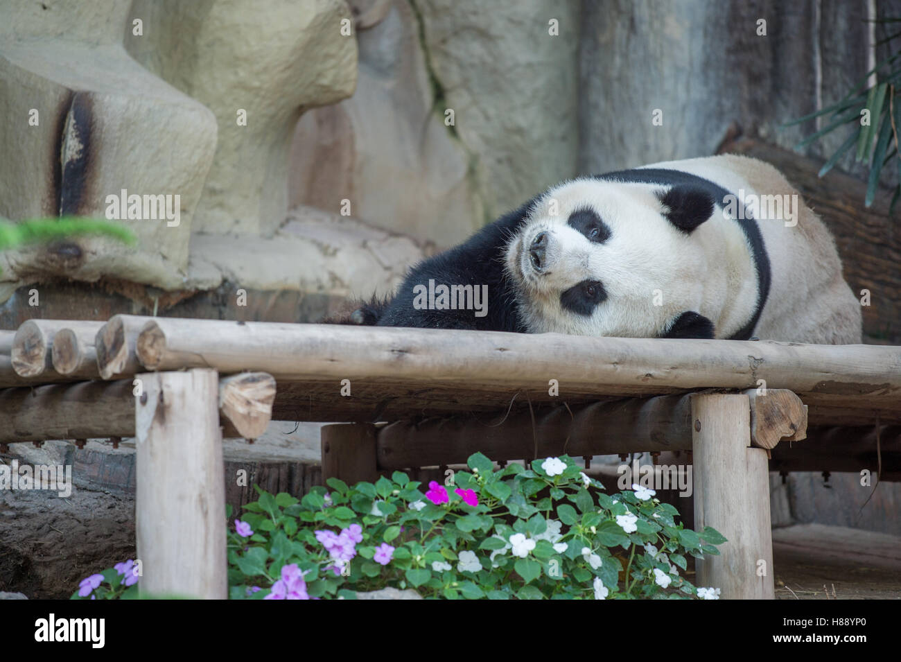 Panda in Chiang Mai Zoo Northern Thailand Stock Photo