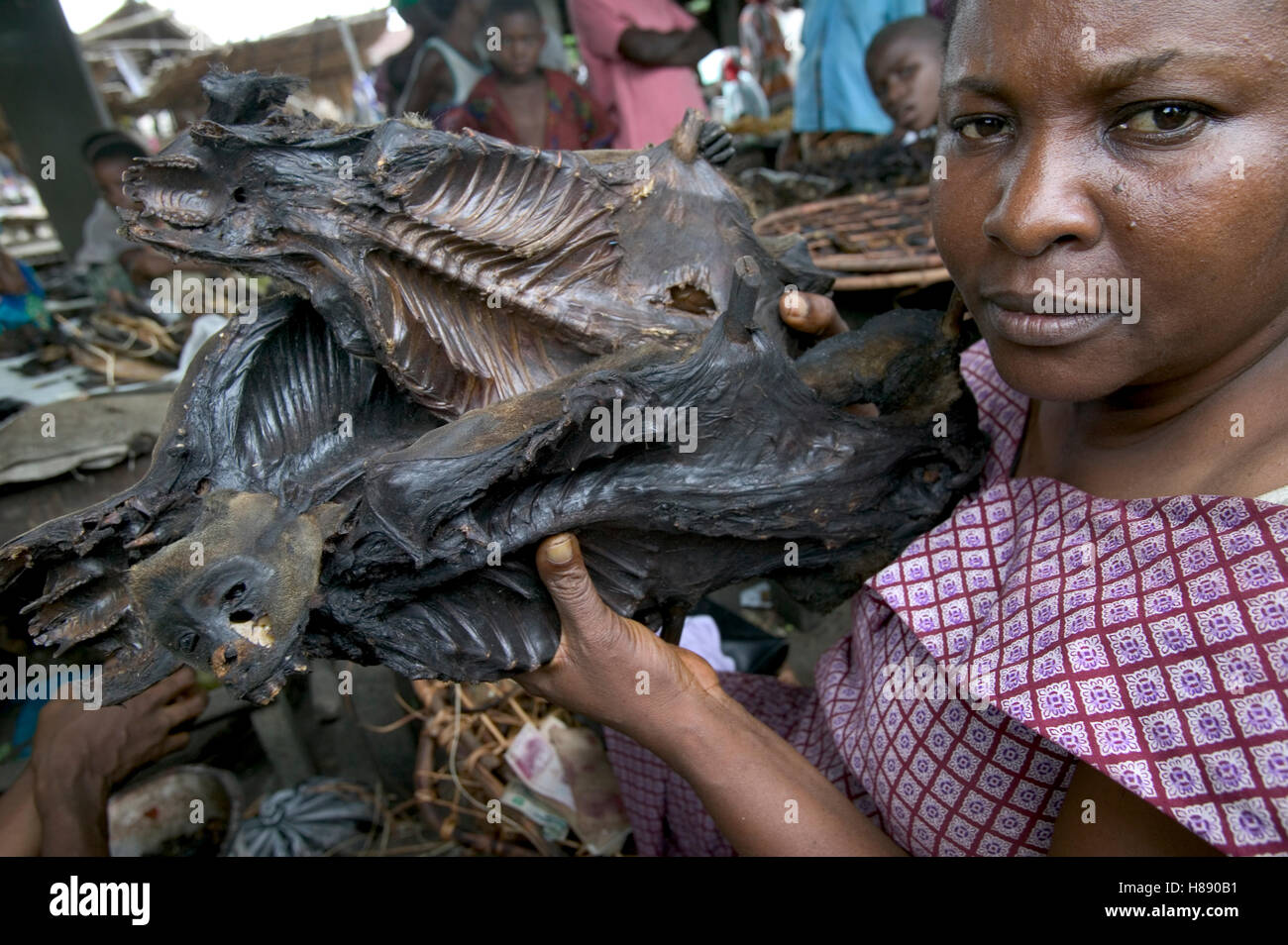 Monkey for sale as bushmeat in the Mbandaka Market, Democratic Republic ...