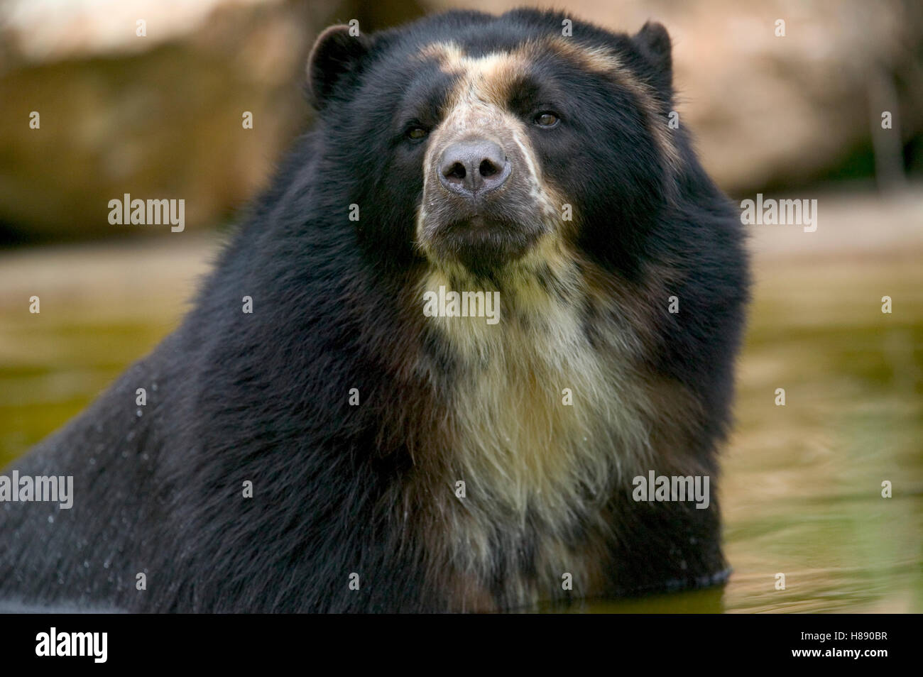 Spectacled Bear (Tremarctos ornatus) portrait, native to South America