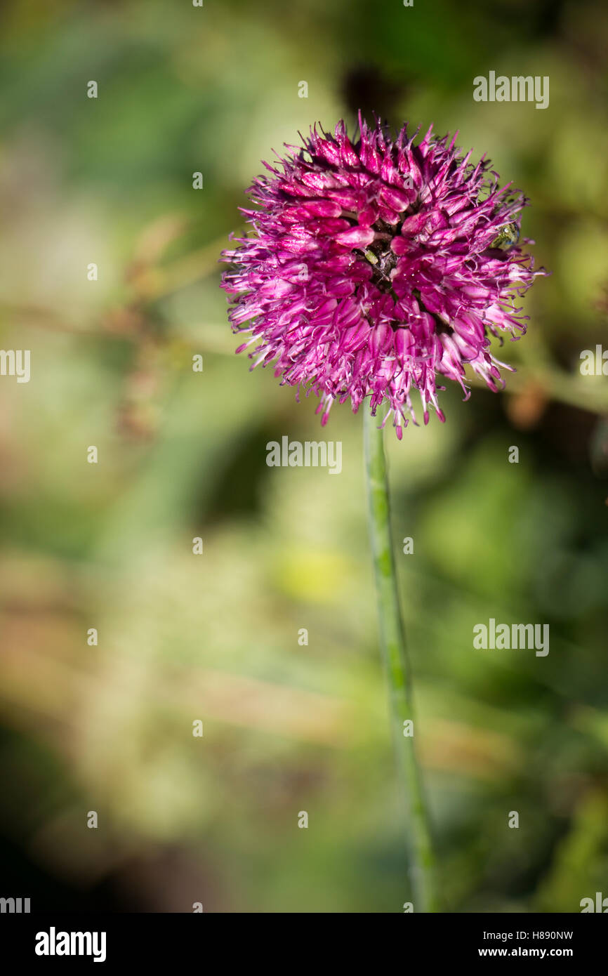 Allium in flower in August, UK Stock Photo