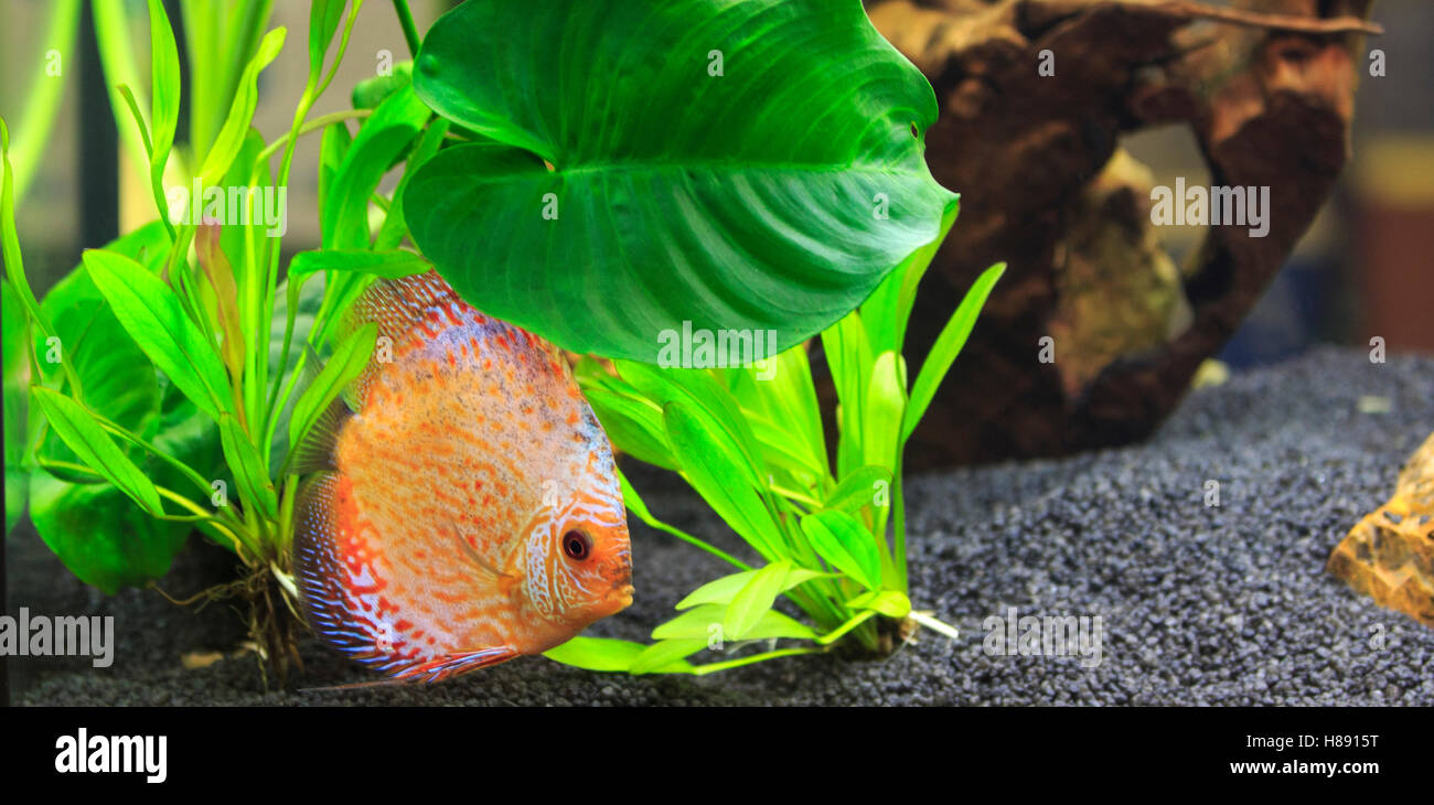 symphysodon discus in a tank with aquatic plants Stock Photo Alamy