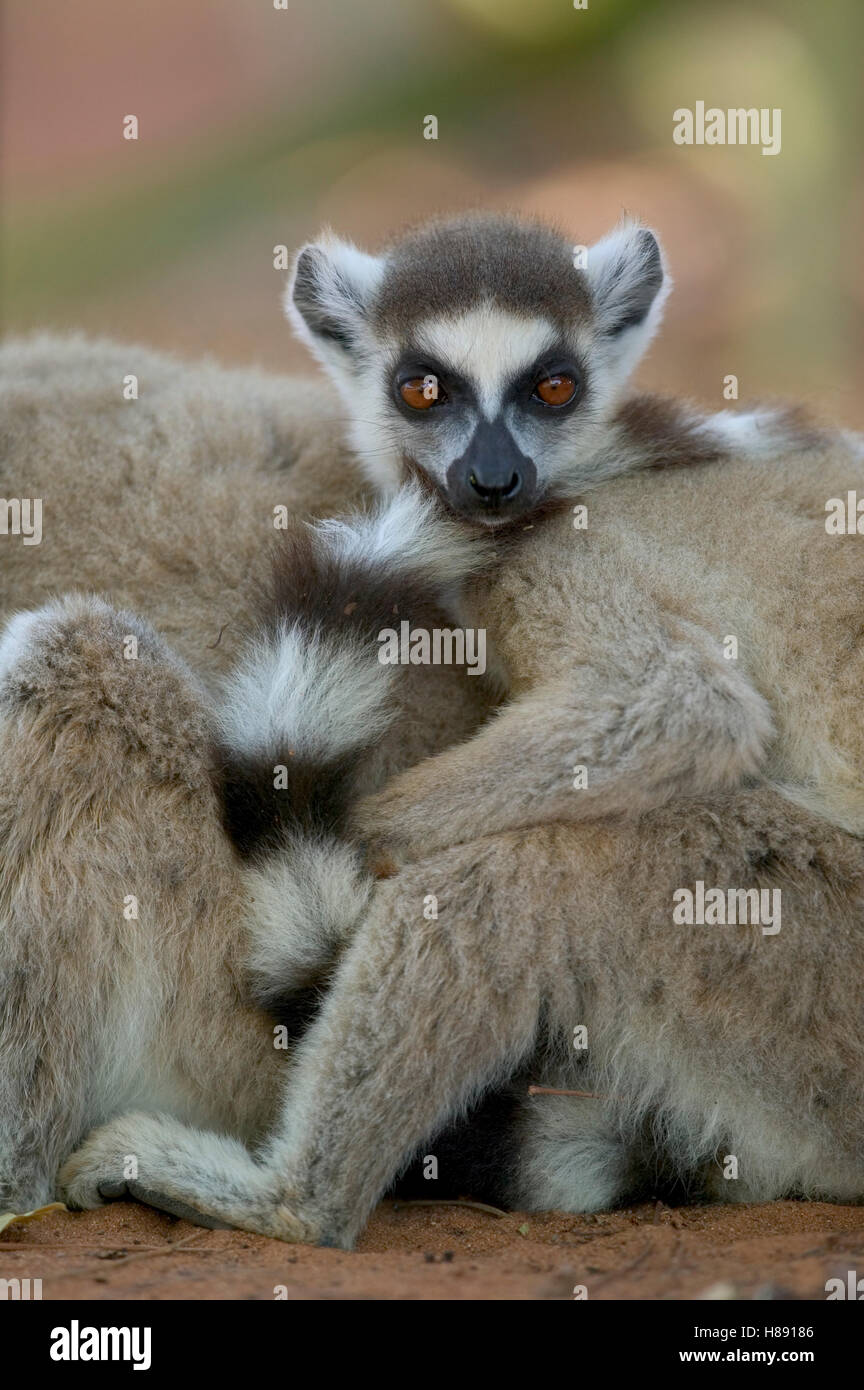 Ring-tailed Lemur (Lemur catta) portrait, vulnerable, Berenty Private