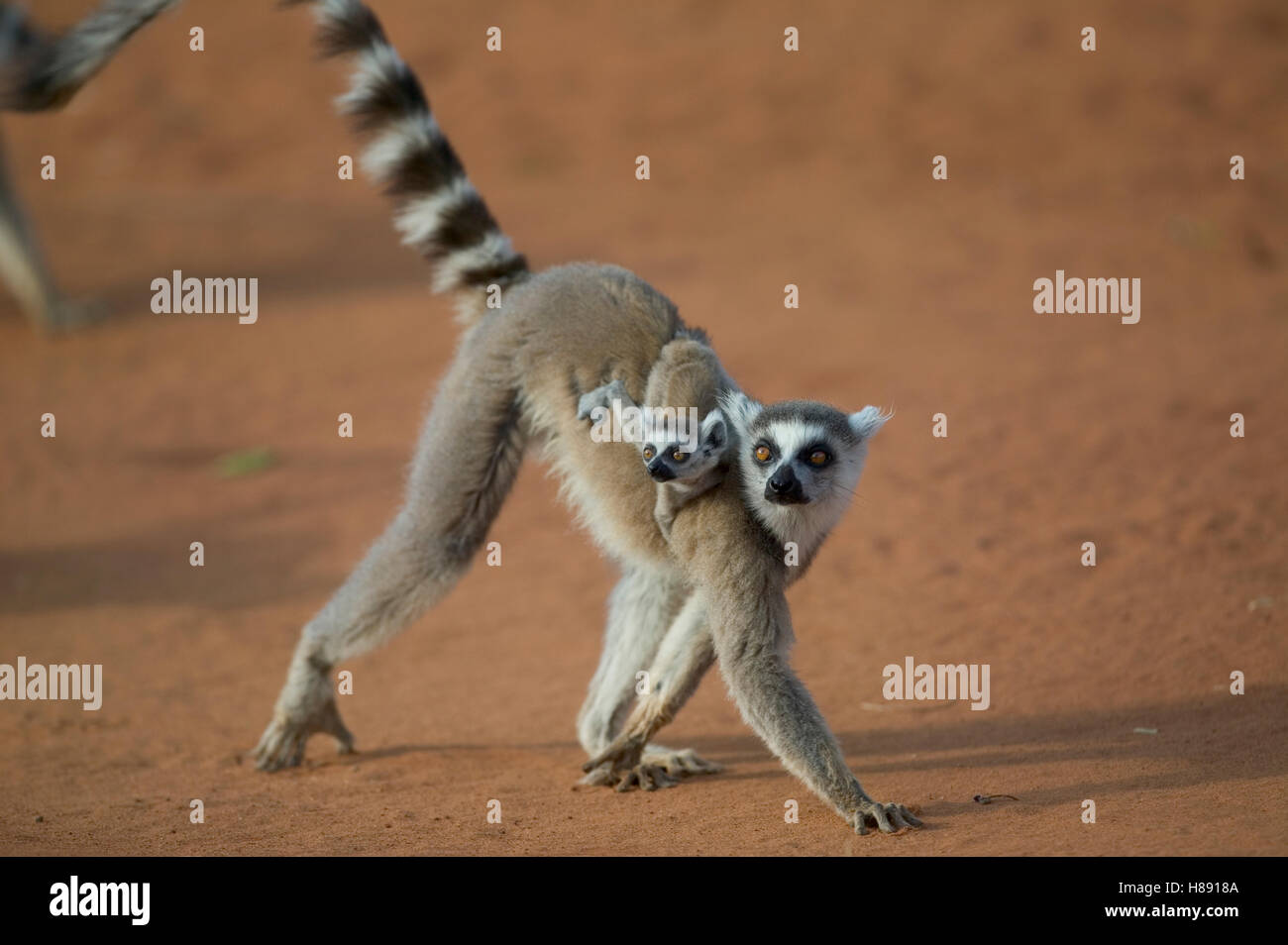 Ring-tailed Lemur (Lemur catta) mother with baby riding on back ...