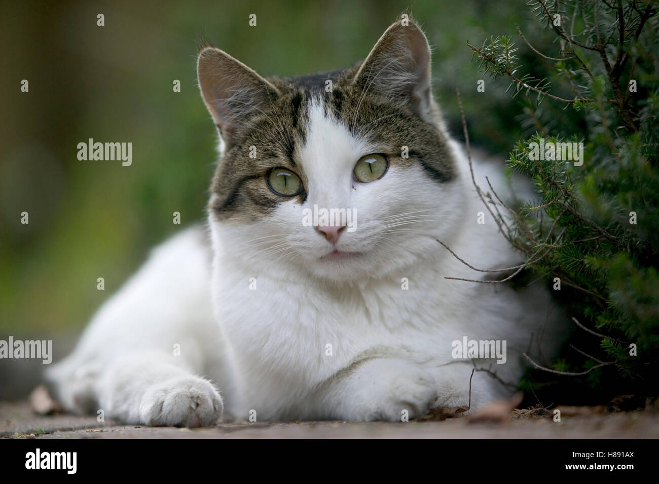 Domestic Cat (felis Catus) Portrait, France Stock Photo - Alamy