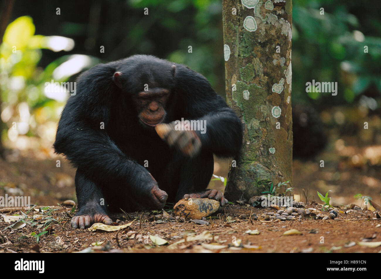 Chimpanzee (Pan troglodytes) using two rocks as tools to crack a nut ...