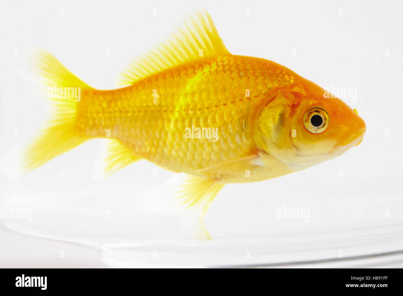Goldfisch - Carassius auratus auratus (9-12cm)