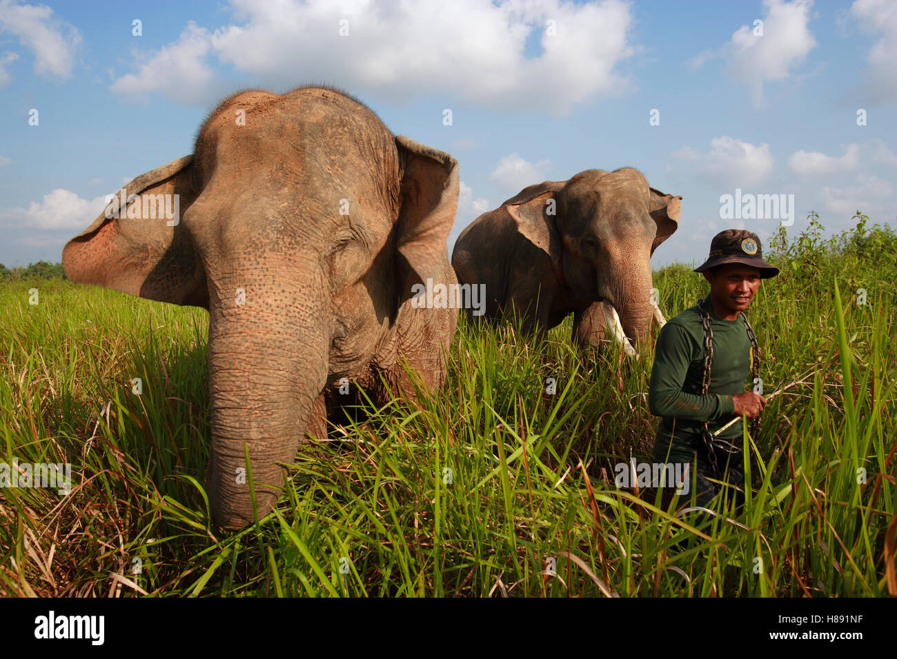 Asian Elephant (Elephas maximus) pair, domesticated animals, with keeper, Way Kambas National Park, Sumatra, Indonesia Stock Photo