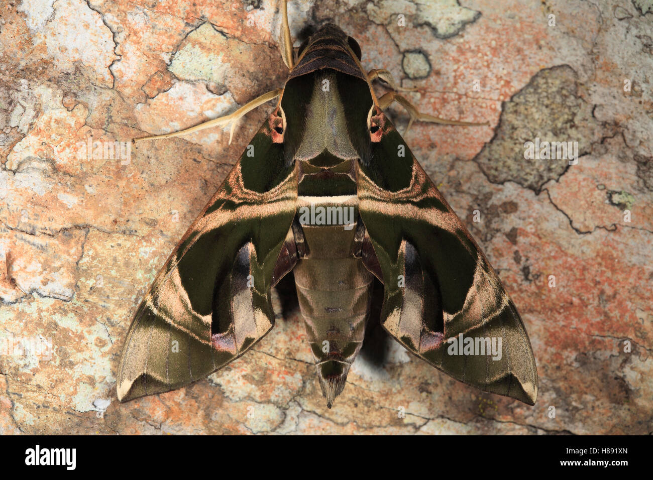 Saturniid Moth (Saturniidae), Way Kambas National Park, Sumatra ...