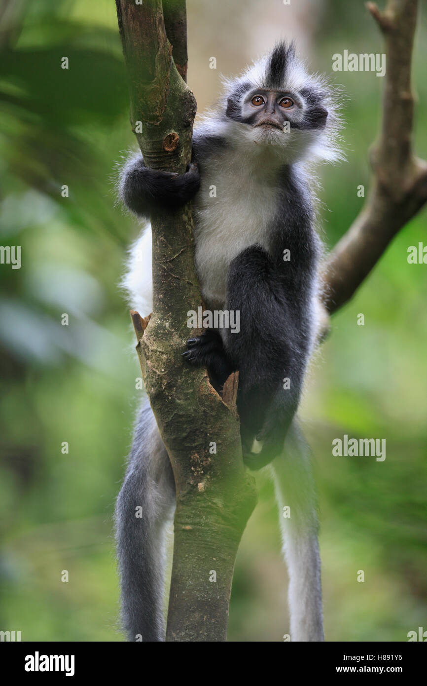 North Sumatran Leaf Monkey (Presbytis thomasi), Gunung Leuser National ...