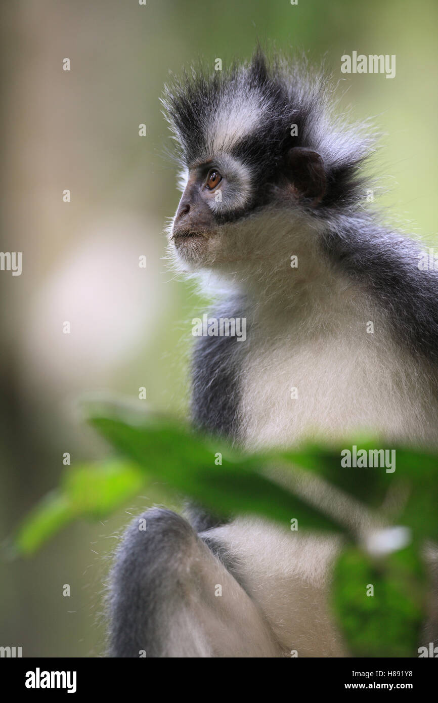 North Sumatran Leaf Monkey (Presbytis thomasi), Gunung Leuser National ...