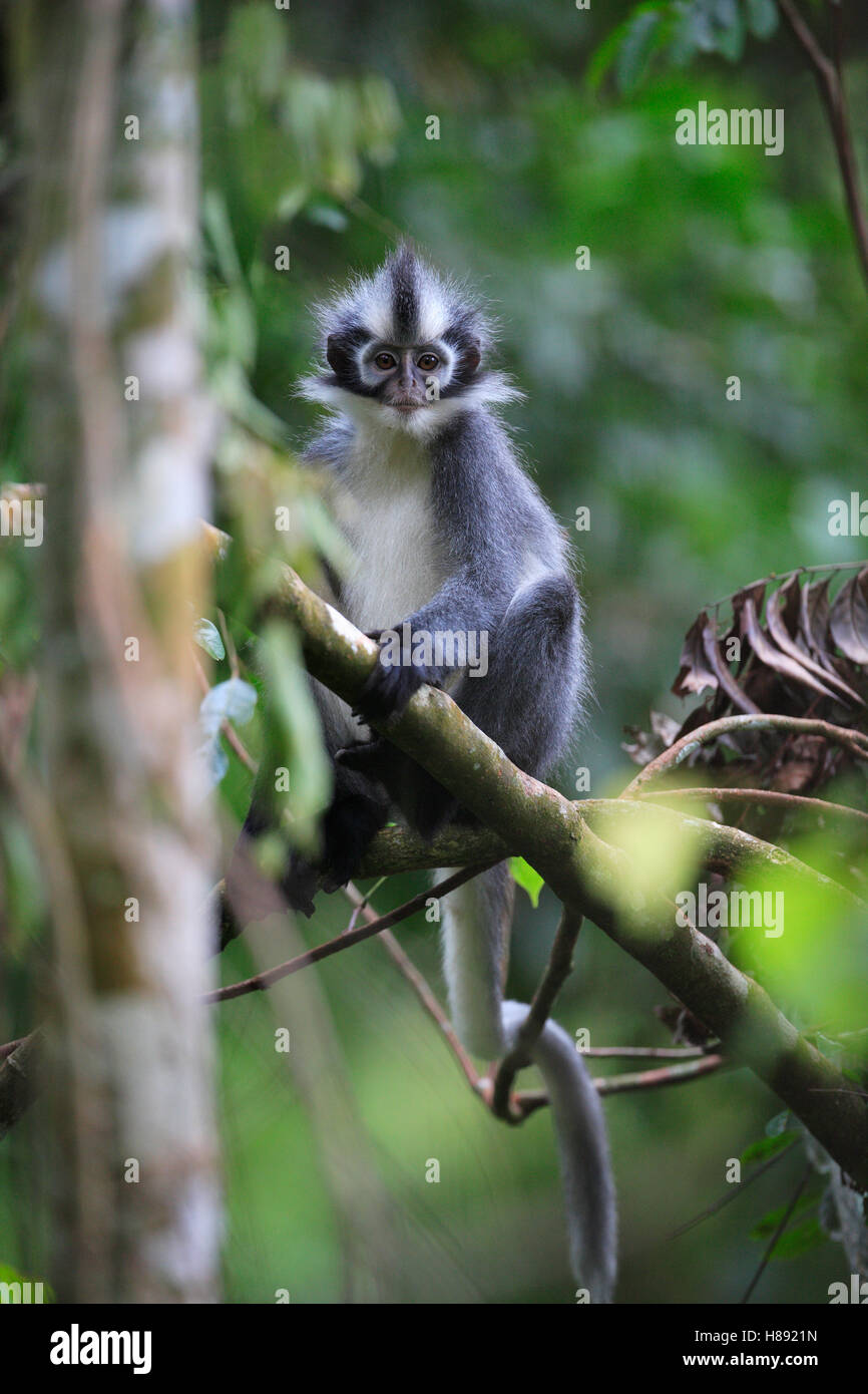 North Sumatran Leaf Monkey (Presbytis thomasi), Sumatra, Indonesia ...