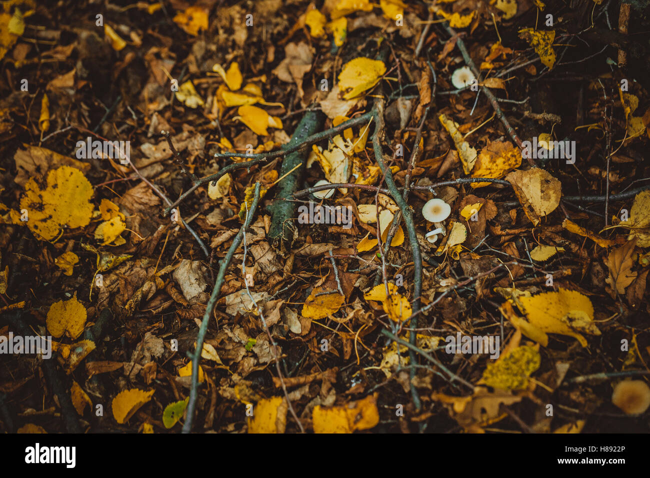 autumn leaves yellow and green on the ground in the forest Stock Photo ...