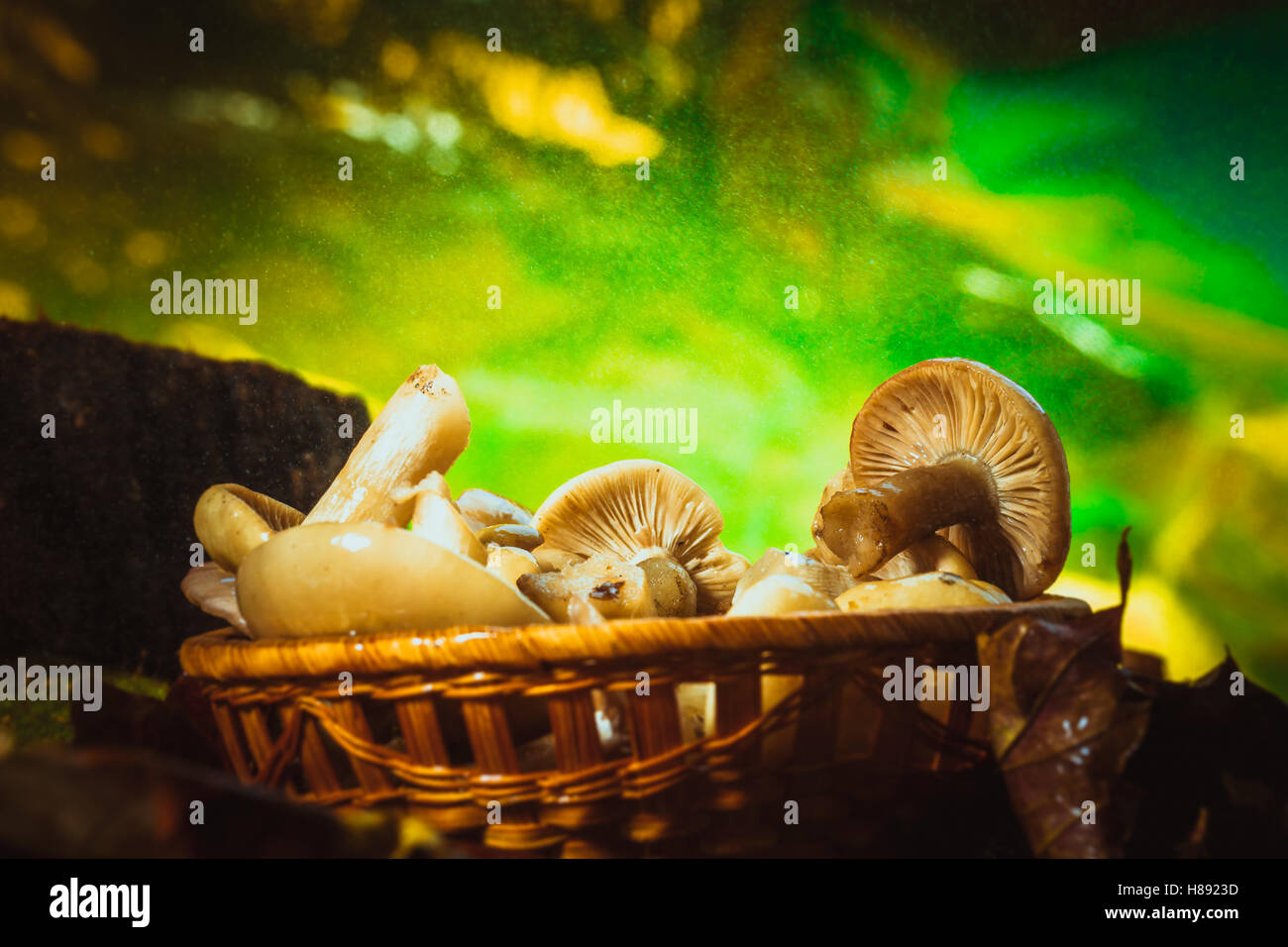 russula mushrooms in a wicker basket close up. Stock Photo