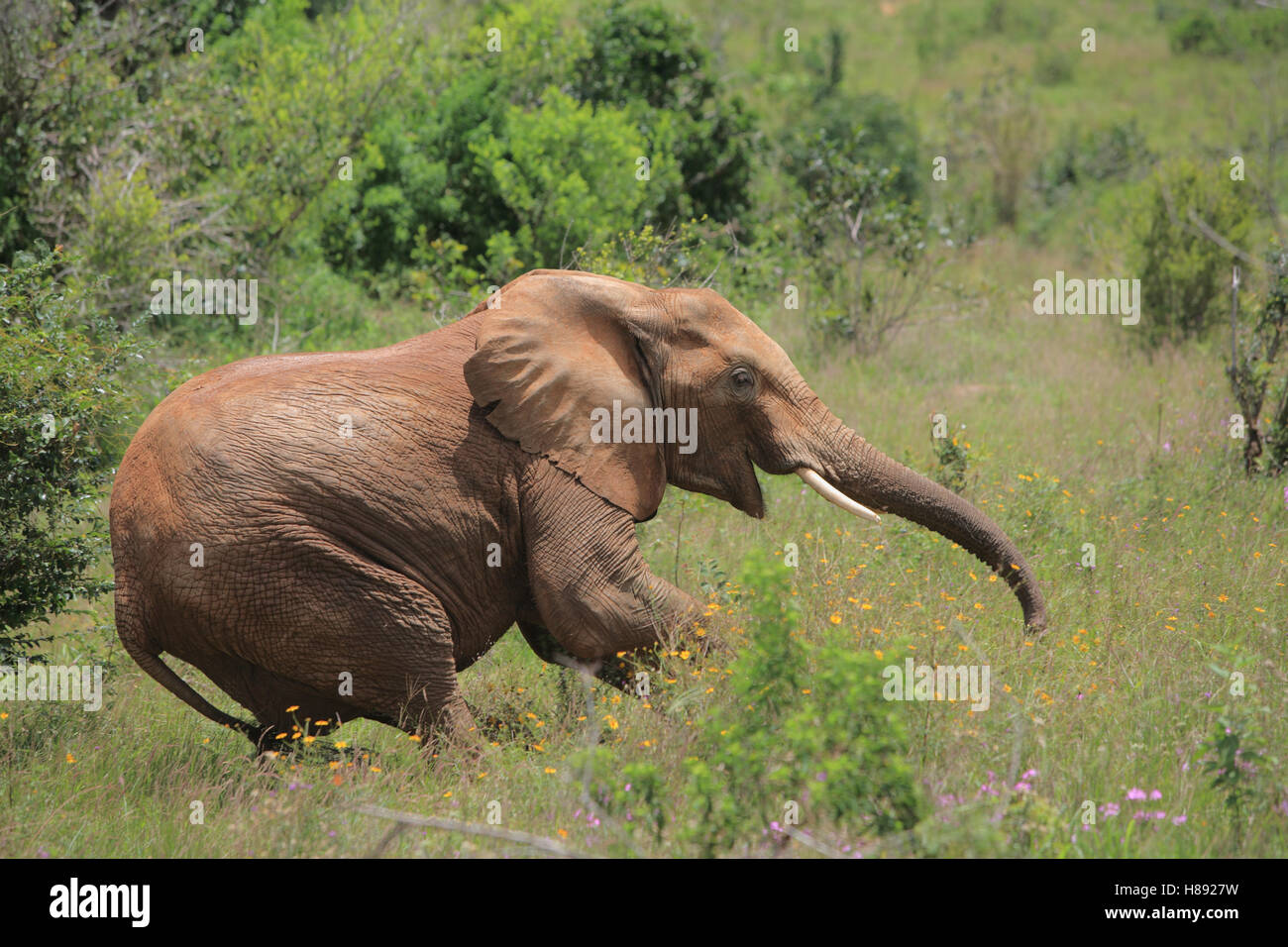 African Elephant (Loxodonta africana) falling down from effects of ...