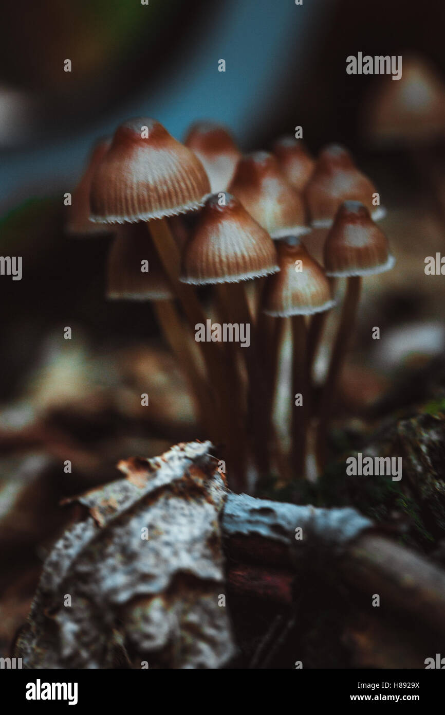 many little mushrooms on a tree stump close-up. Stock Photo