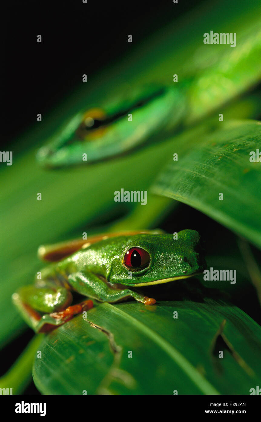 Parrot Snake (Leptophis ahaetulla) approaching Red-eyed Tree Frog ...
